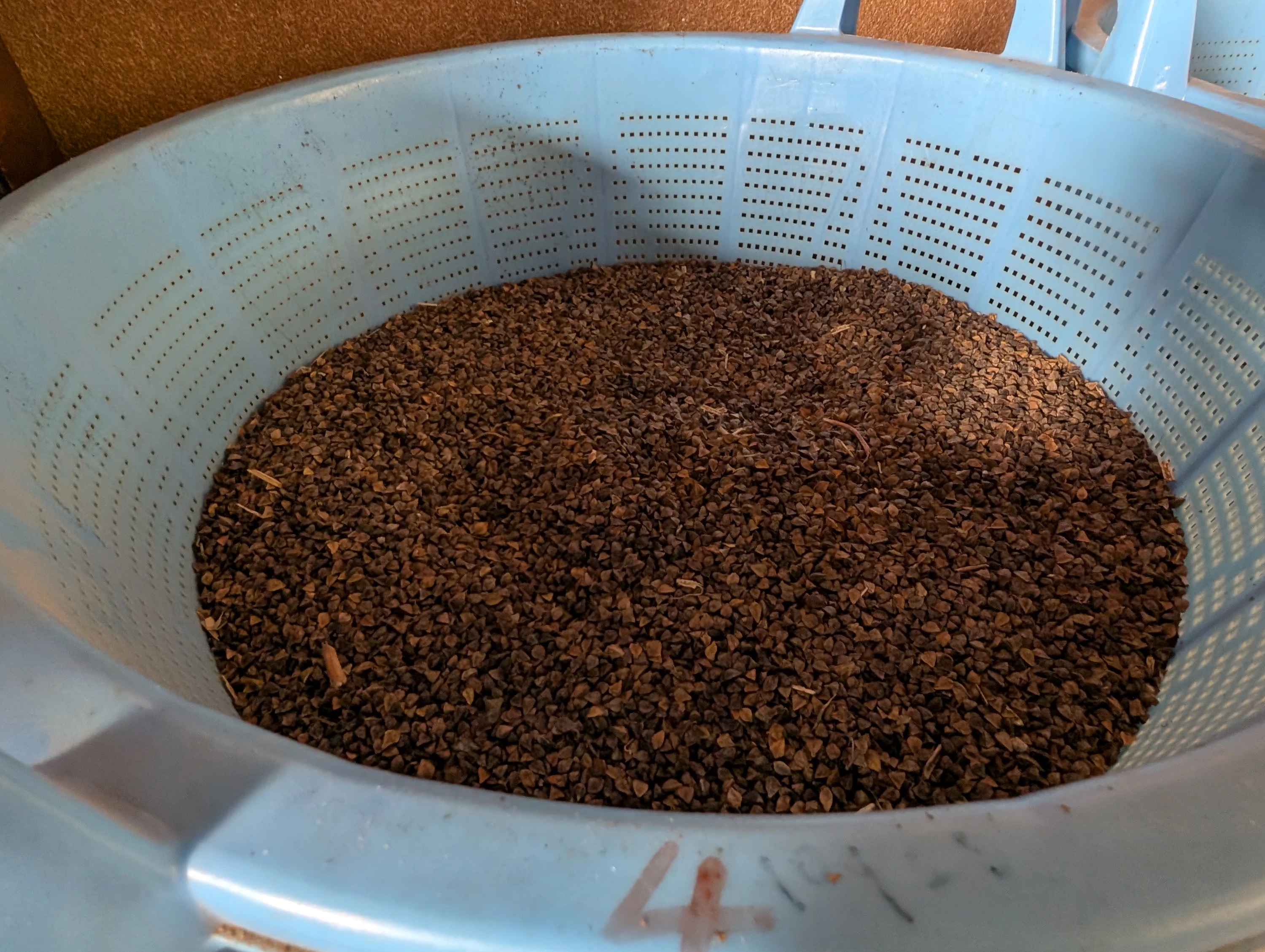 店内のそばの実（現地にて撮影）