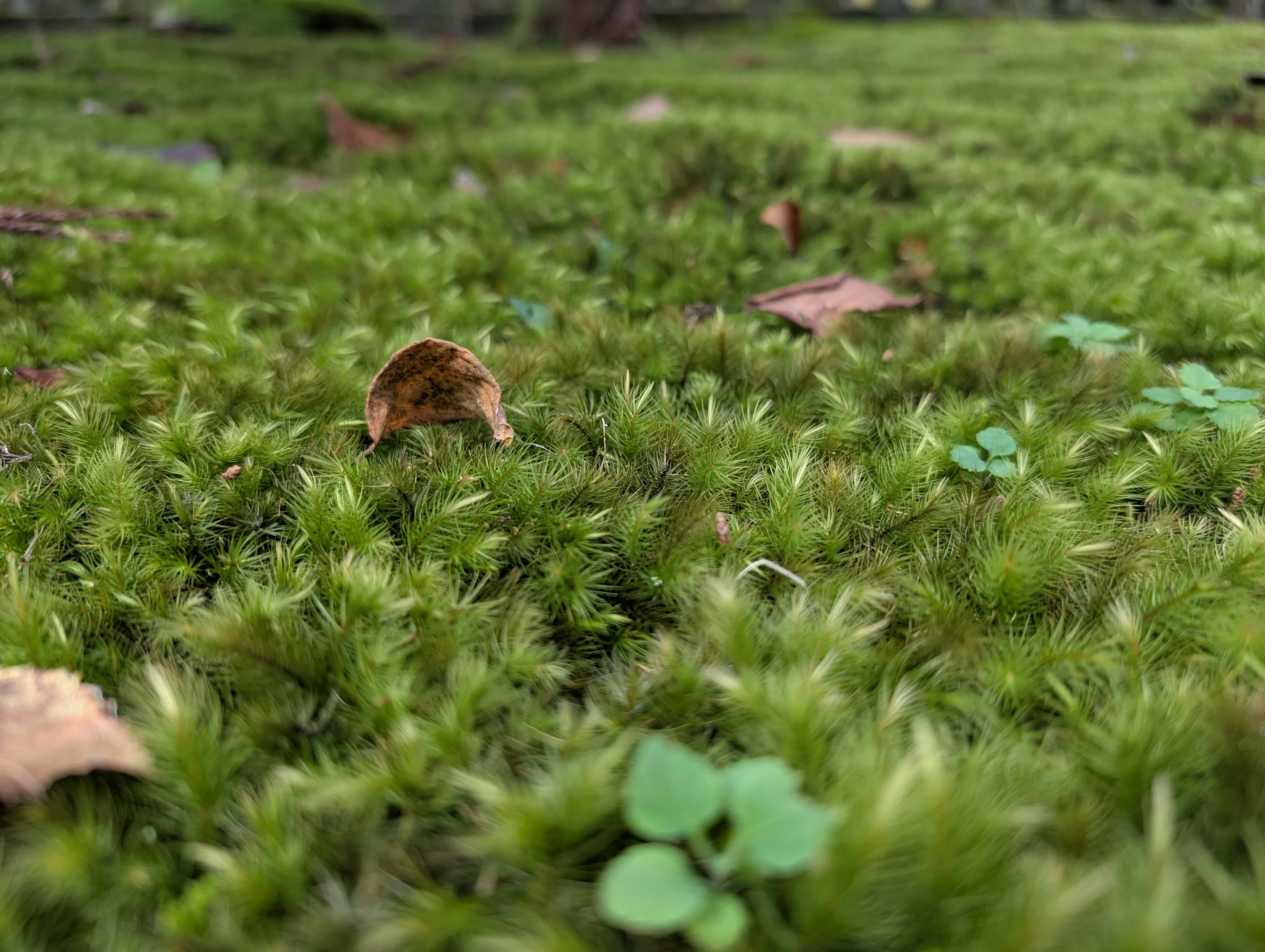 一面の苔が美しい（現地にて撮影）