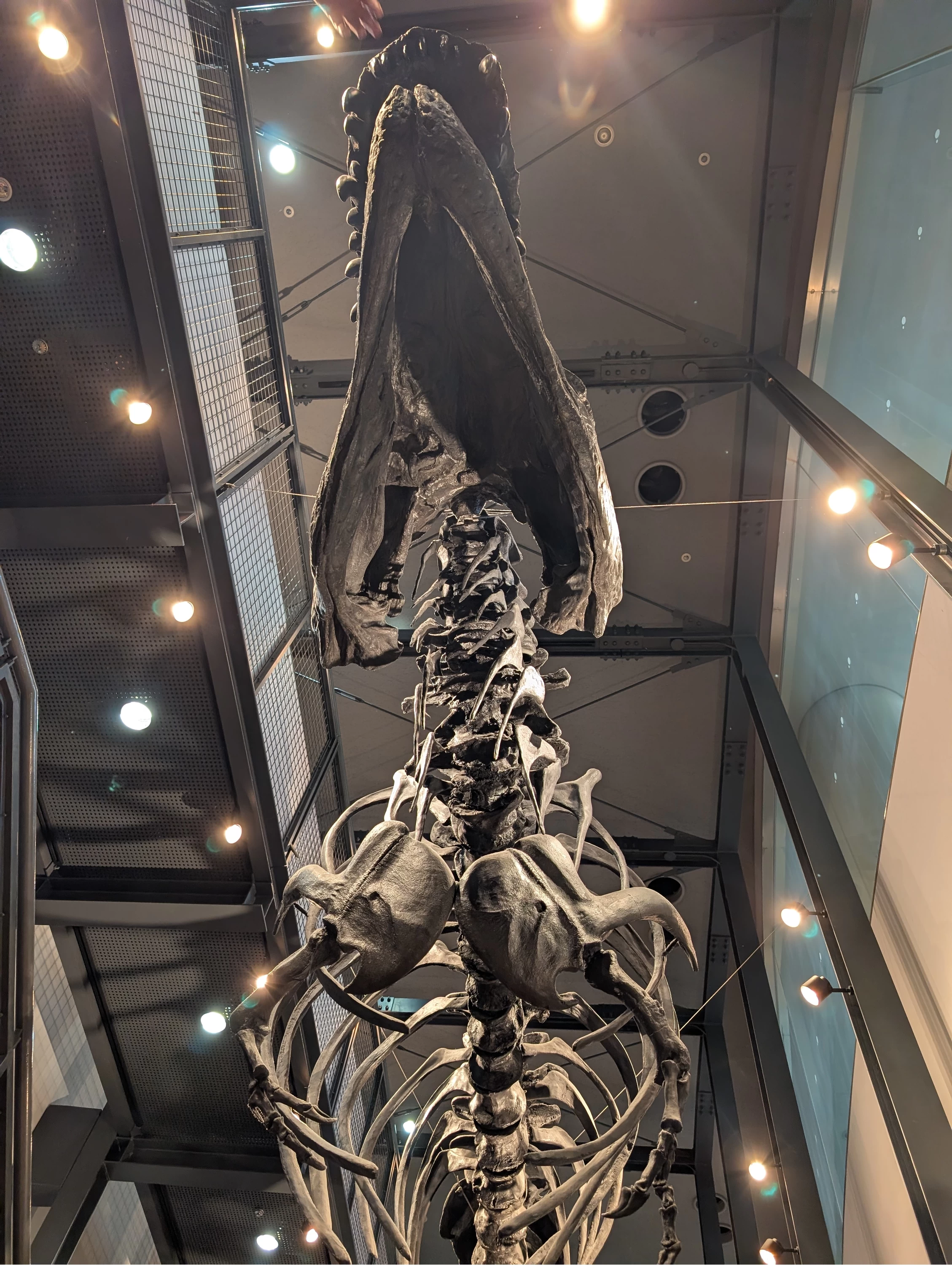 ティラノサウルスの骨格を真下から見られる（現地にて撮影）