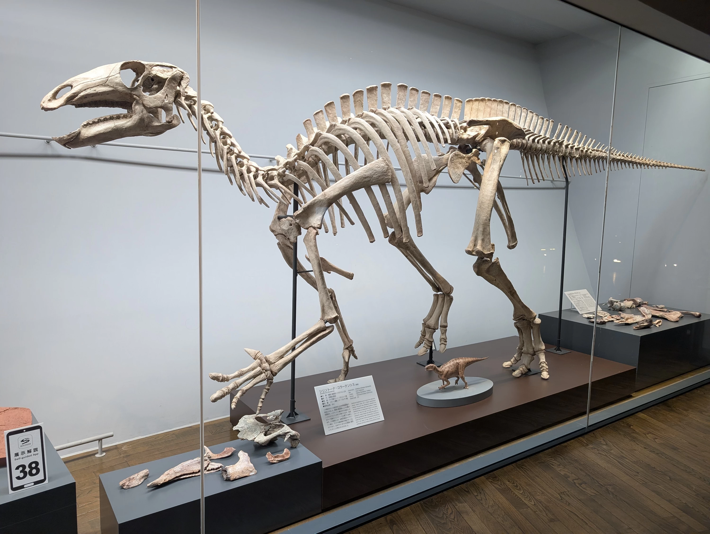 フクイラプトル（現地にて撮影）