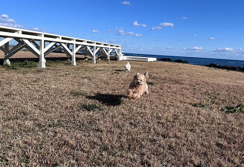 ラグジュアリーな空間でペットと過ごす休日