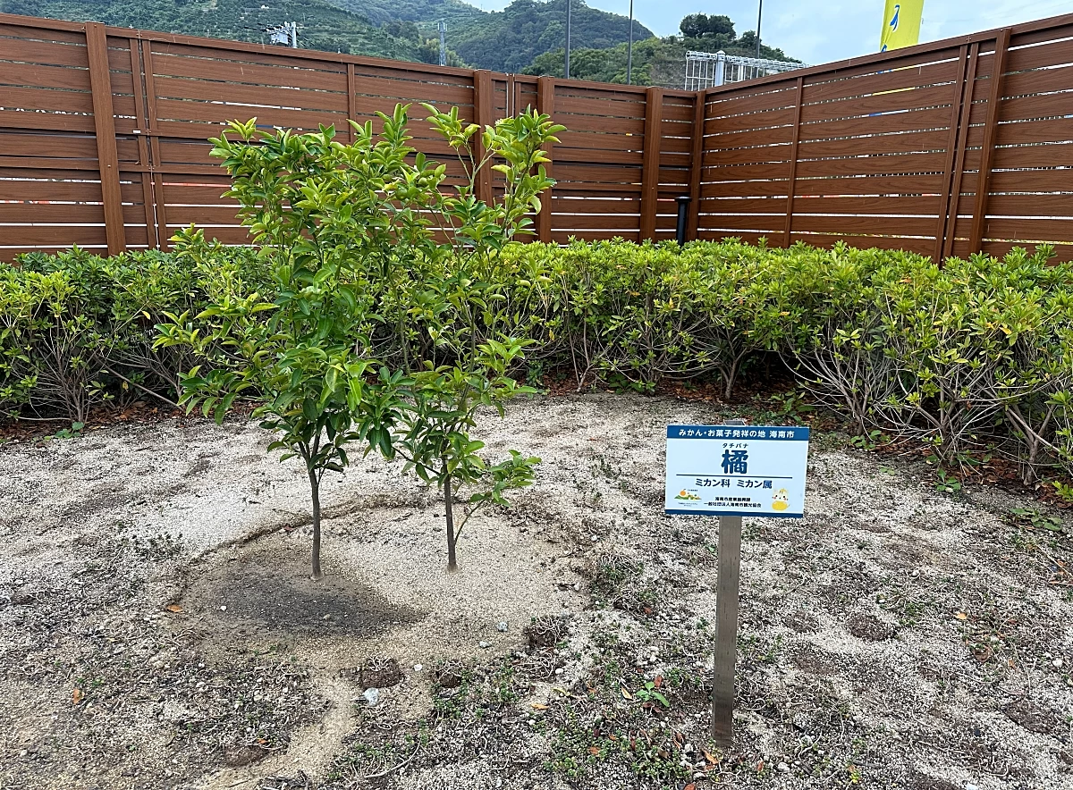 橘（たちばな：日本固有のミカン科常緑樹）の木（現地にて撮影）