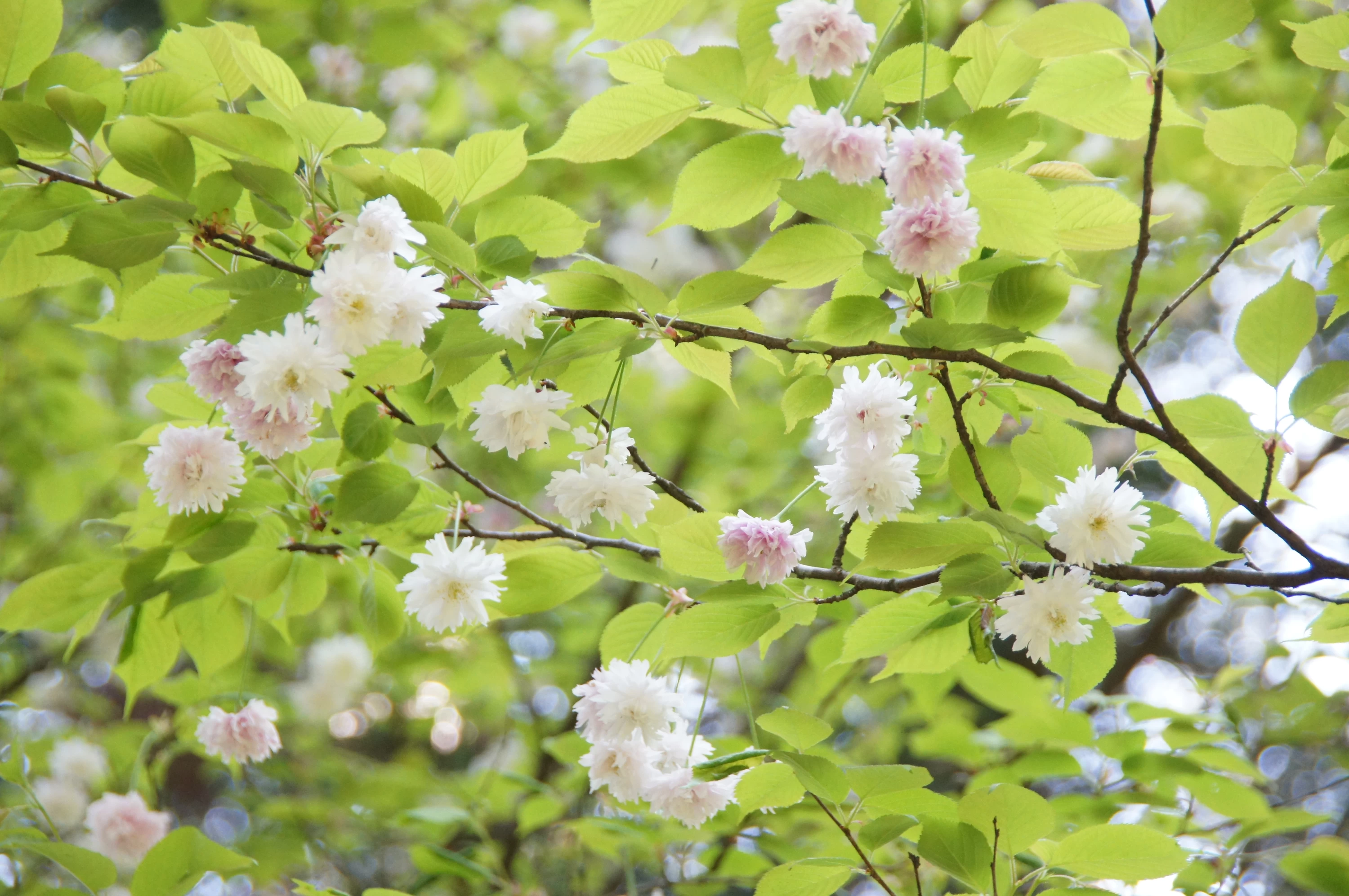 入善乙女キクザクラ
