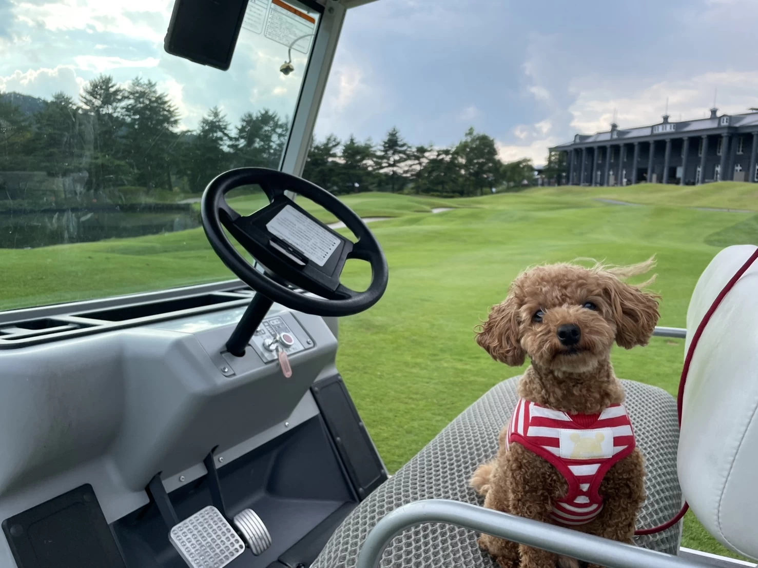 カートとドッグ