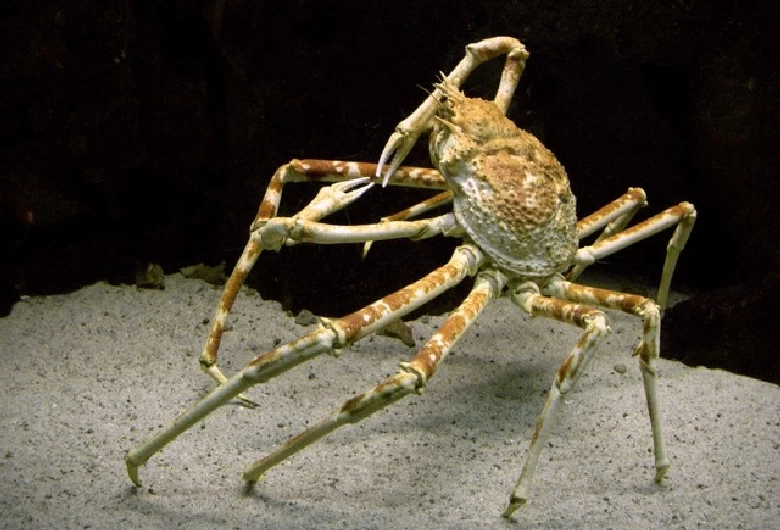 無脊椎動物の展示