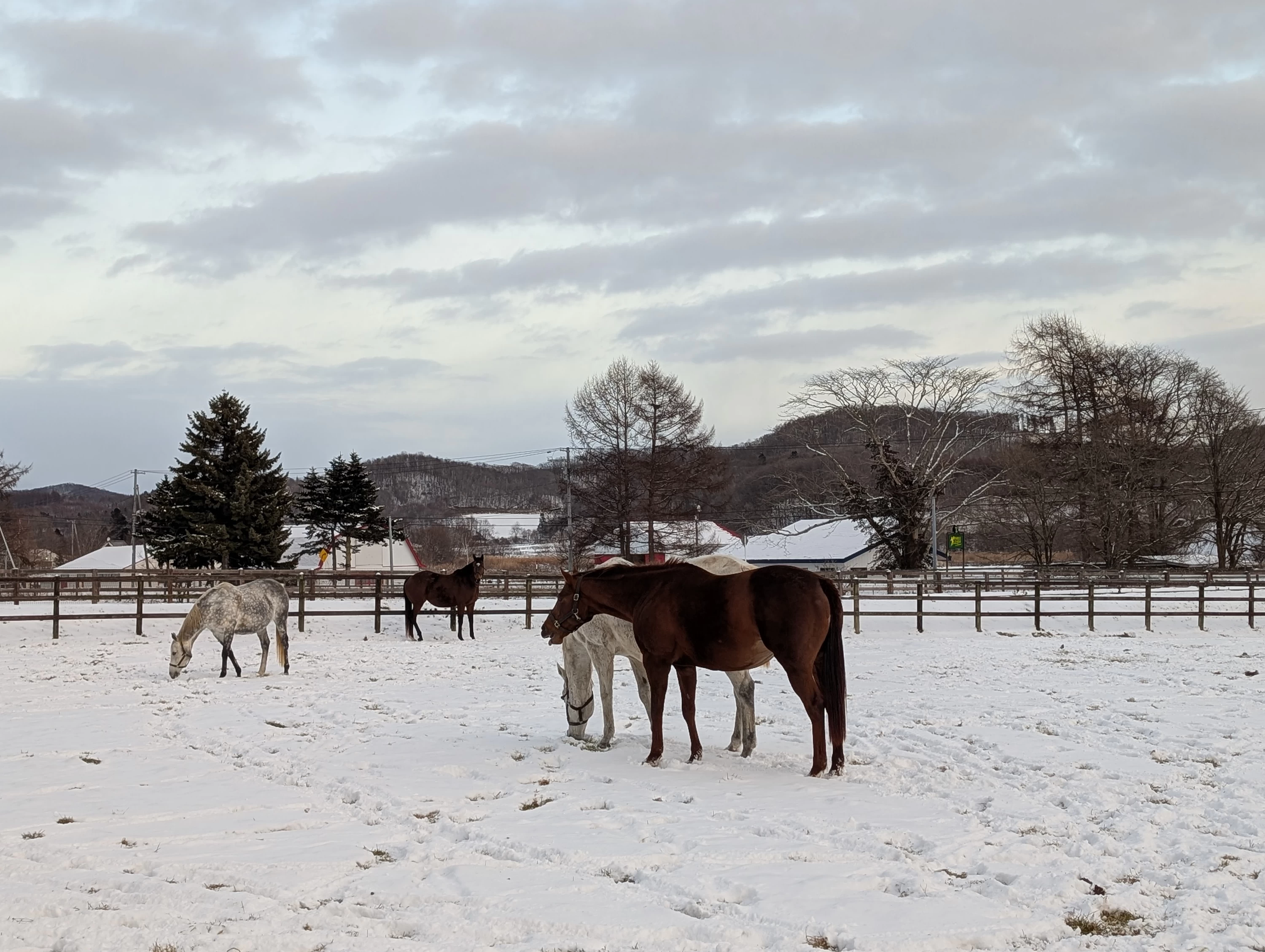 牧場内（現地にて撮影）