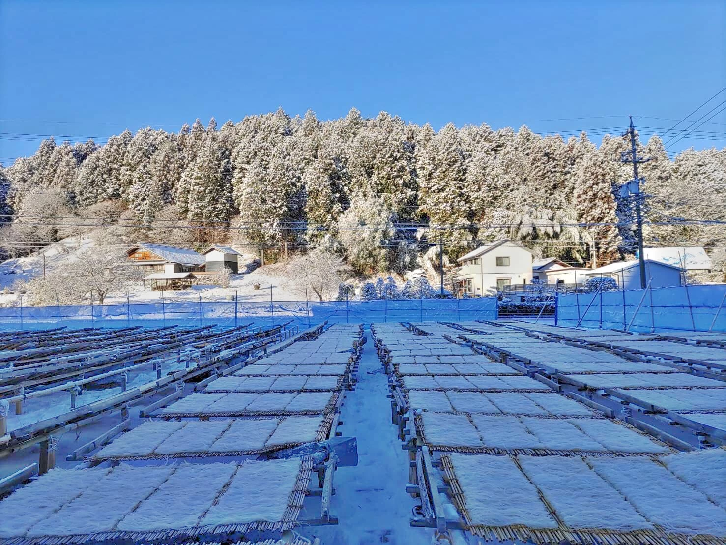天日干し（画像提供：山サ寒天産業）