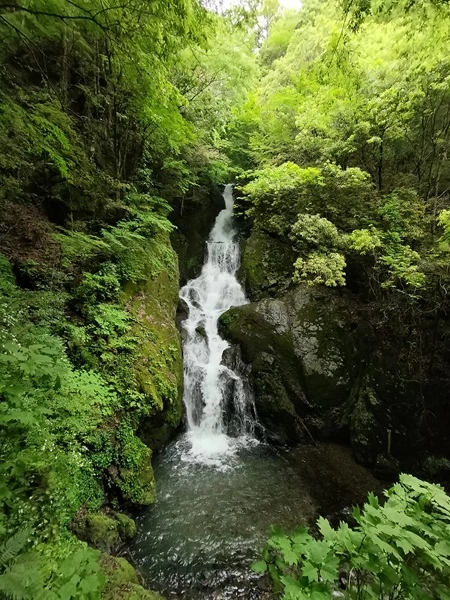 梅の木轟公園吊橋②