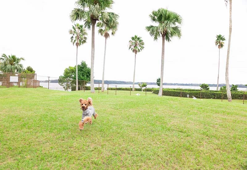 浜名湖の雄大な自然のなかでドッグラン