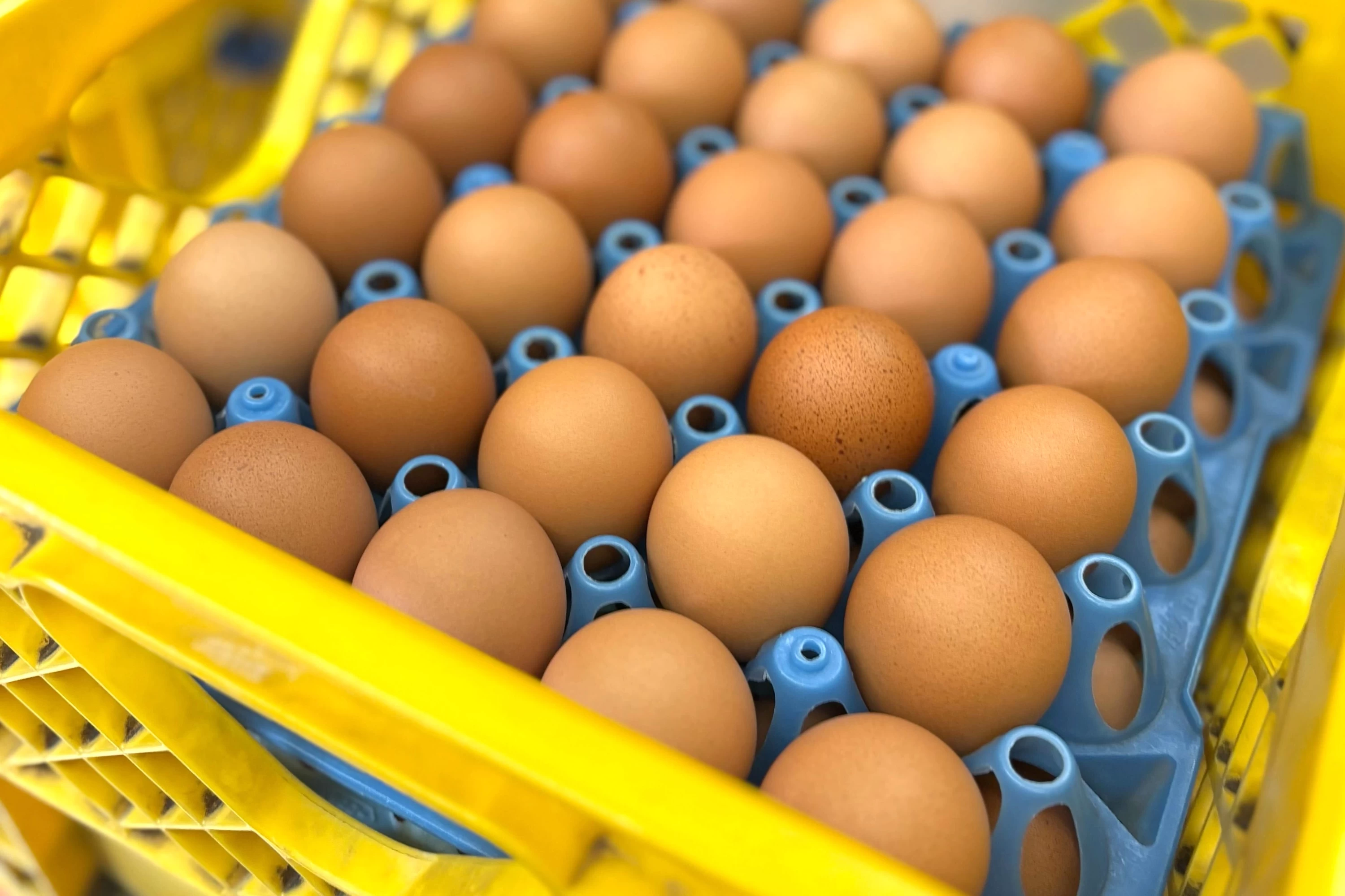 店頭にズラリと並ぶ卵たち（現地にて撮影）