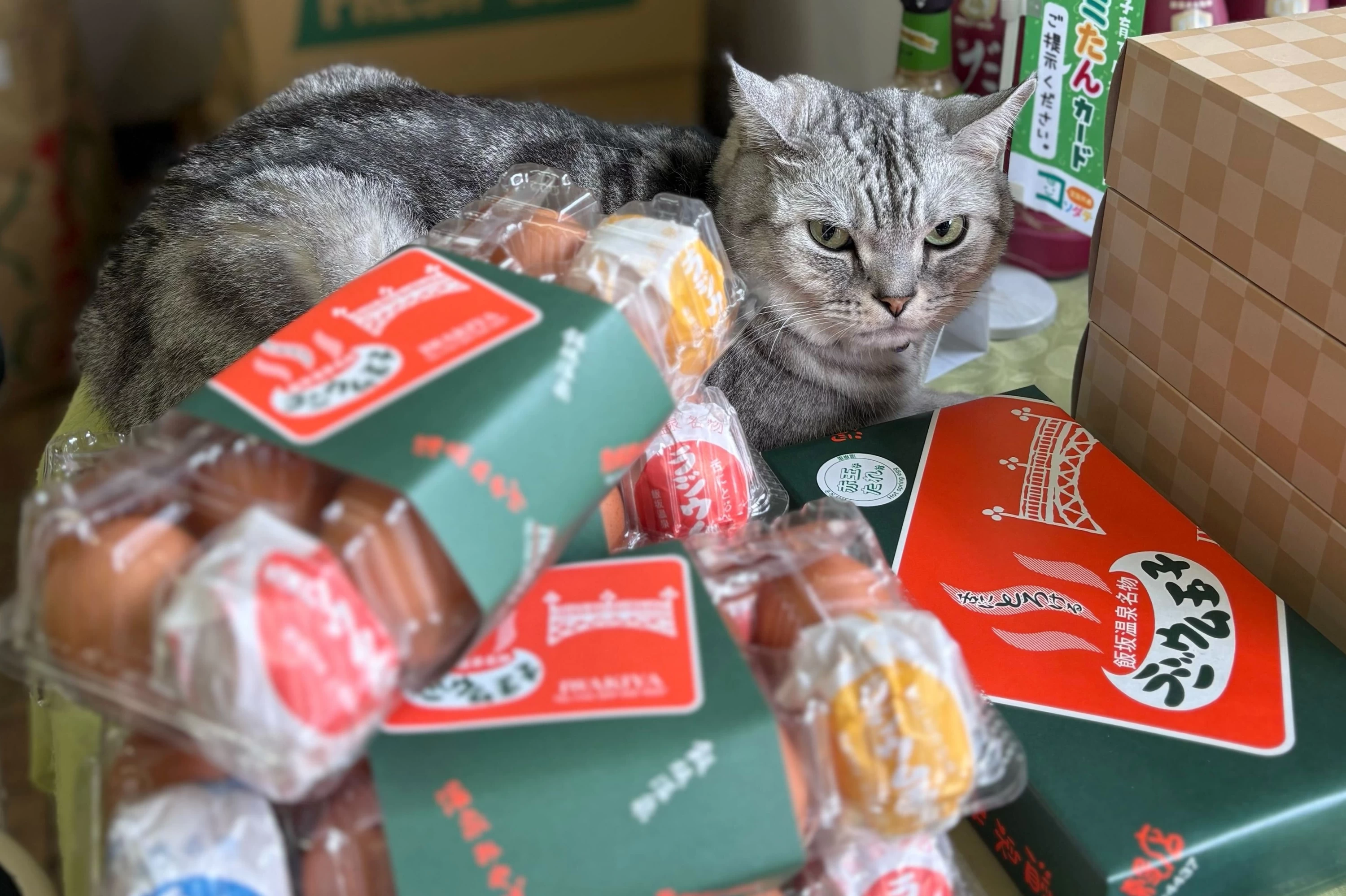 看板猫がいます（現地にて撮影）