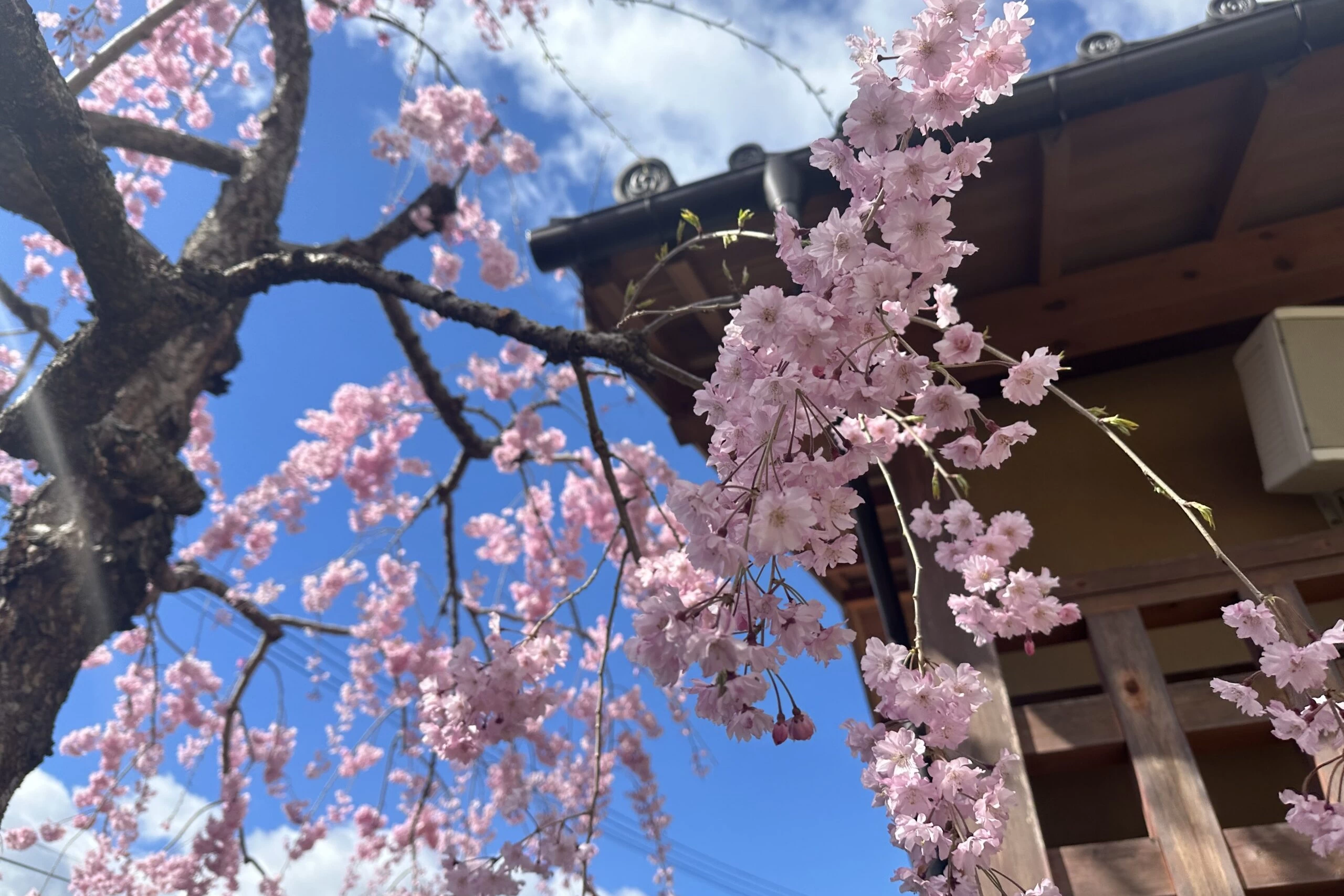 春は桜も楽しめる