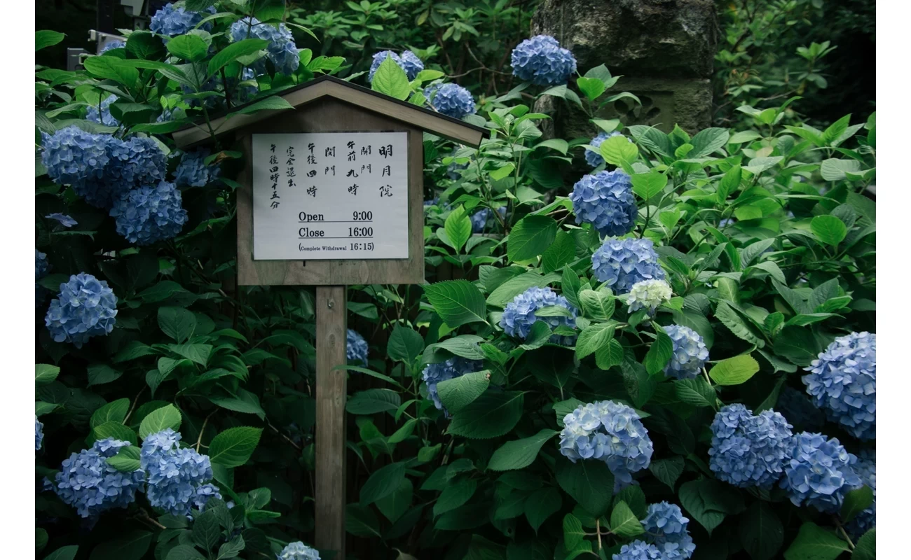 あじさいに囲まれた立て札