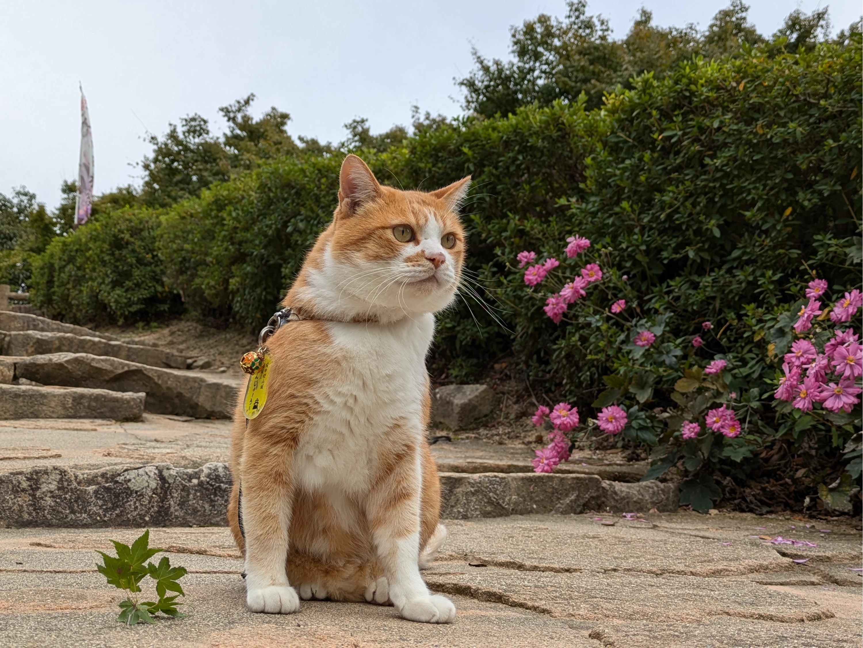 猫城主「さんじゅーろー」①