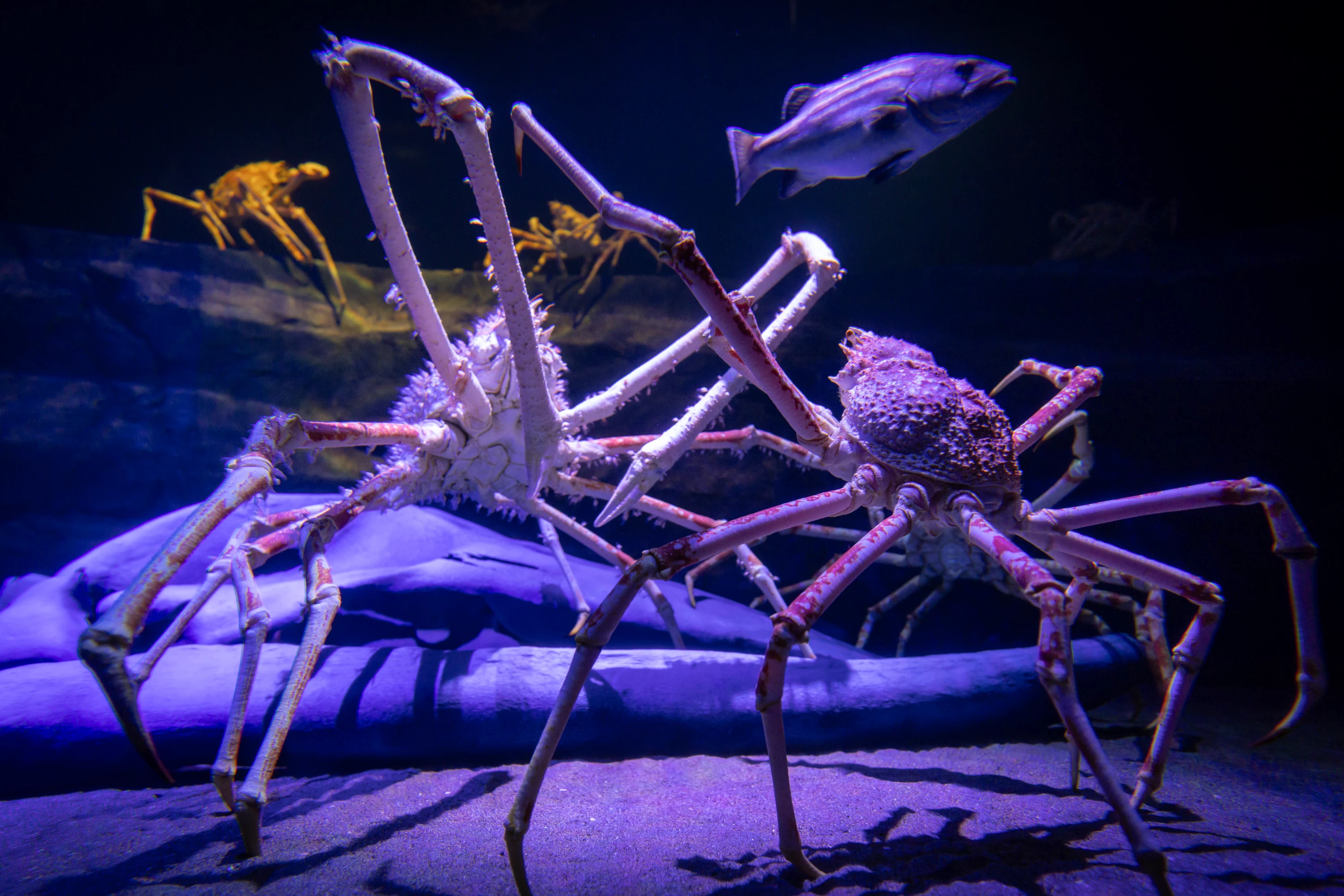 深海大水塊水槽のタカアシガニ