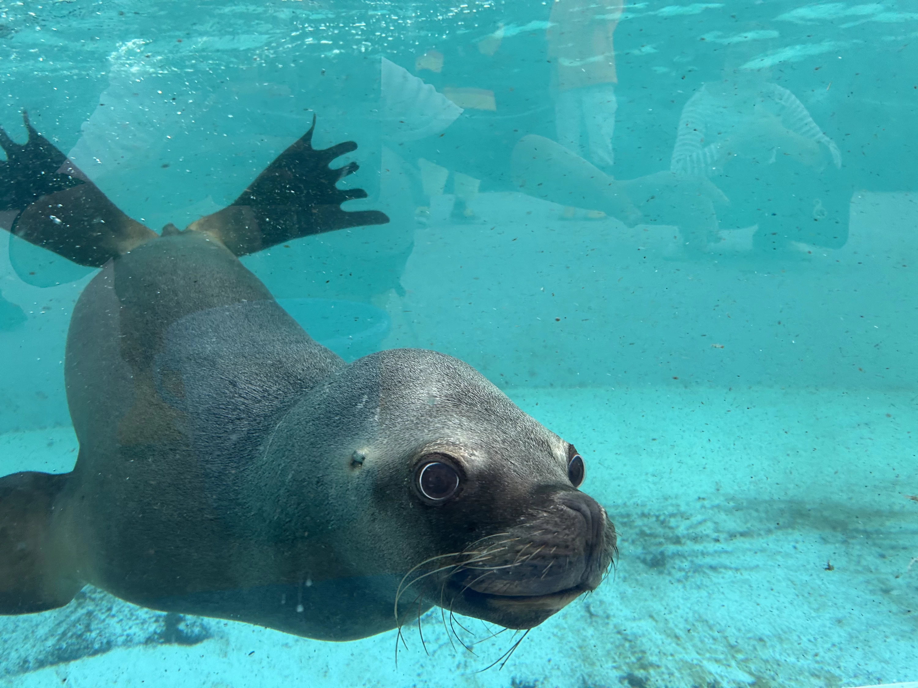オタリアのラブ