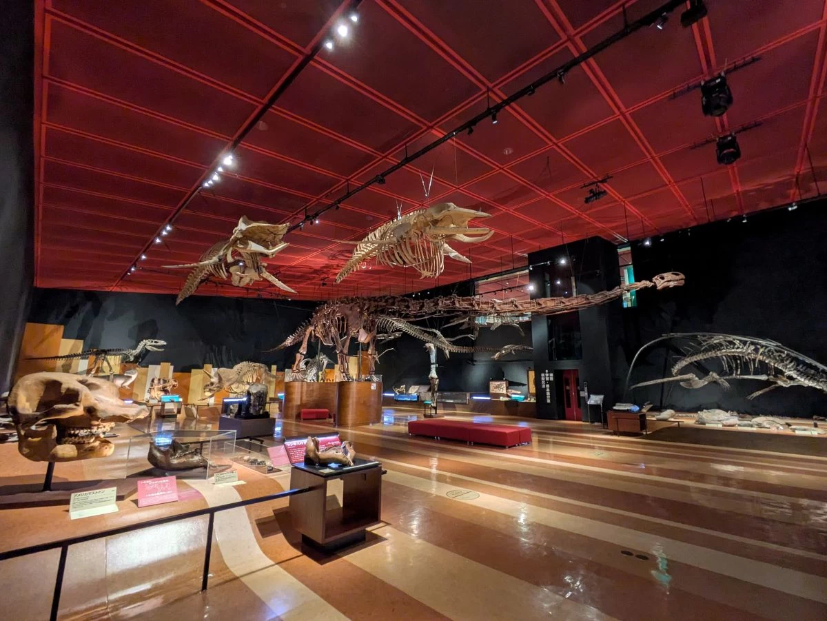 化石展示室（現地にて撮影）