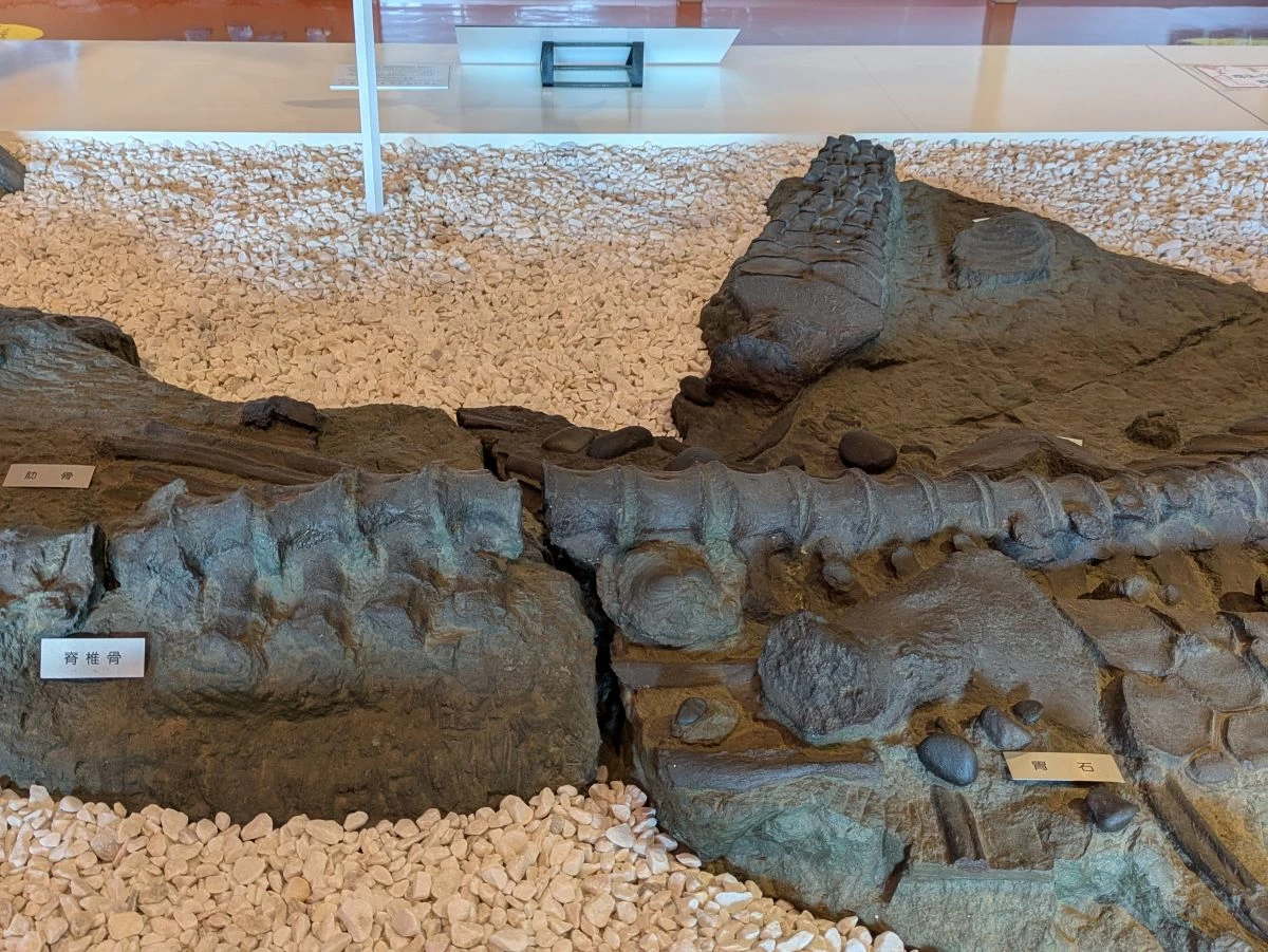 フタバサウルス・スズキイ（現地にて撮影）