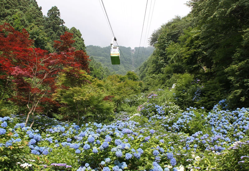 弥彦山ロープウェイ（夏）