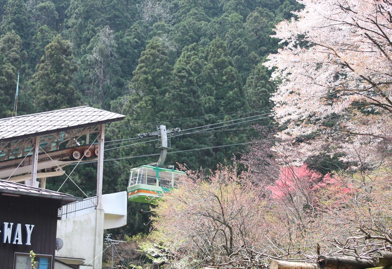 弥彦山ロープウェイ（春）