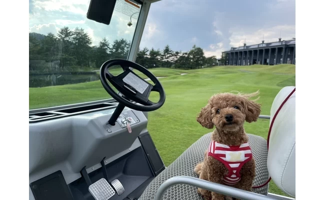 カートとドッグ