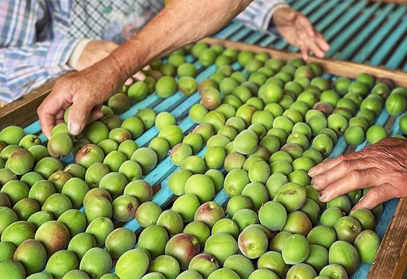 米、梅、野菜を自家栽培