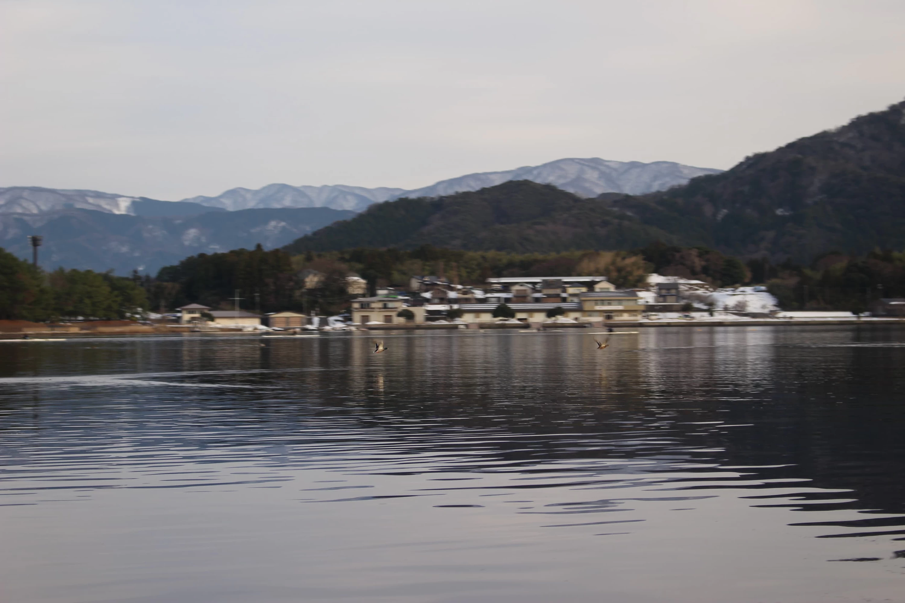 湖面にはたくさんの野鳥が