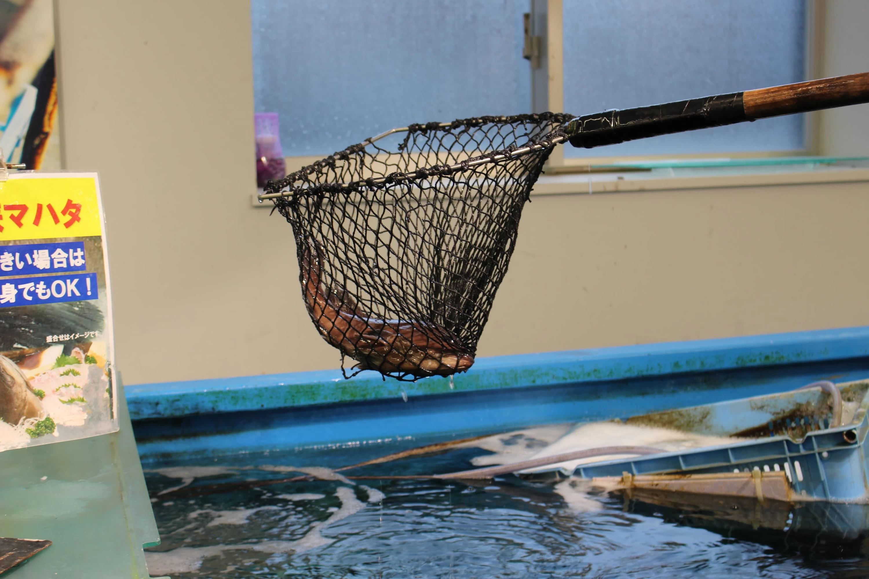 すると、目の前で魚を獲ってもらえます