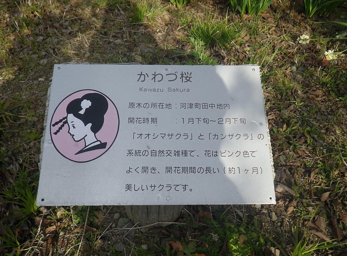 河津桜紹介板(現地にて撮影)