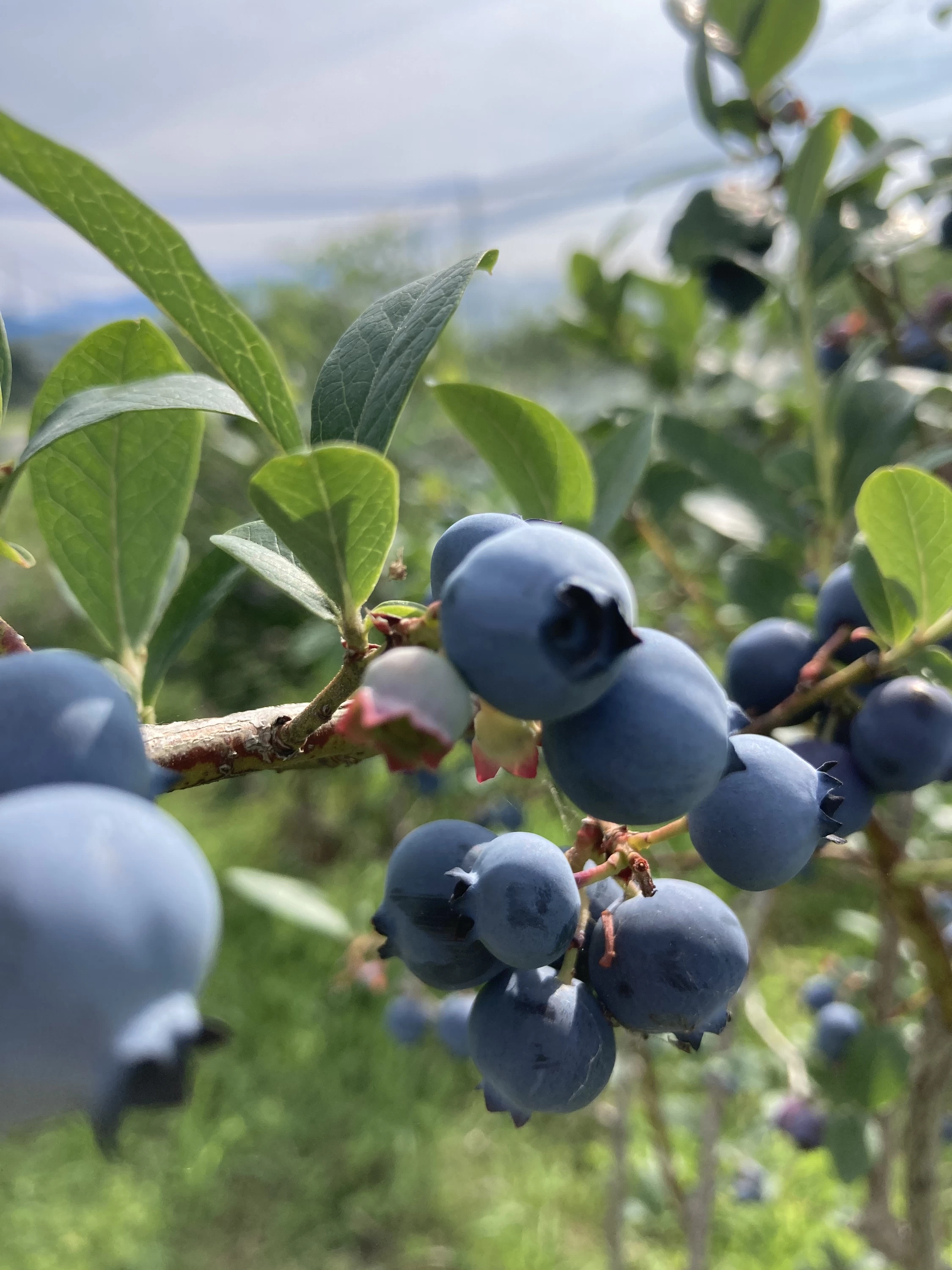 ブルーベリーの木