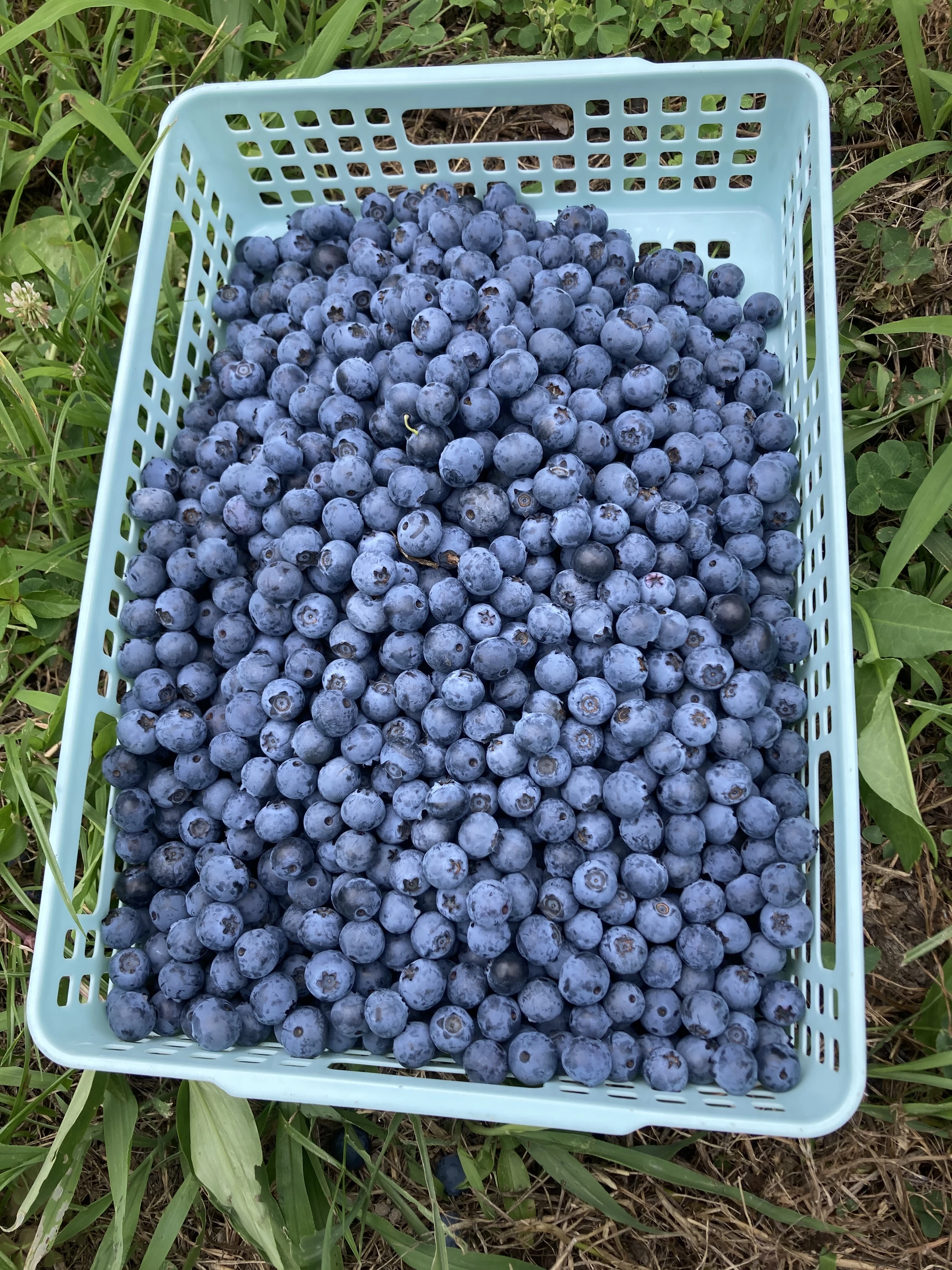 収穫したブルーベリー