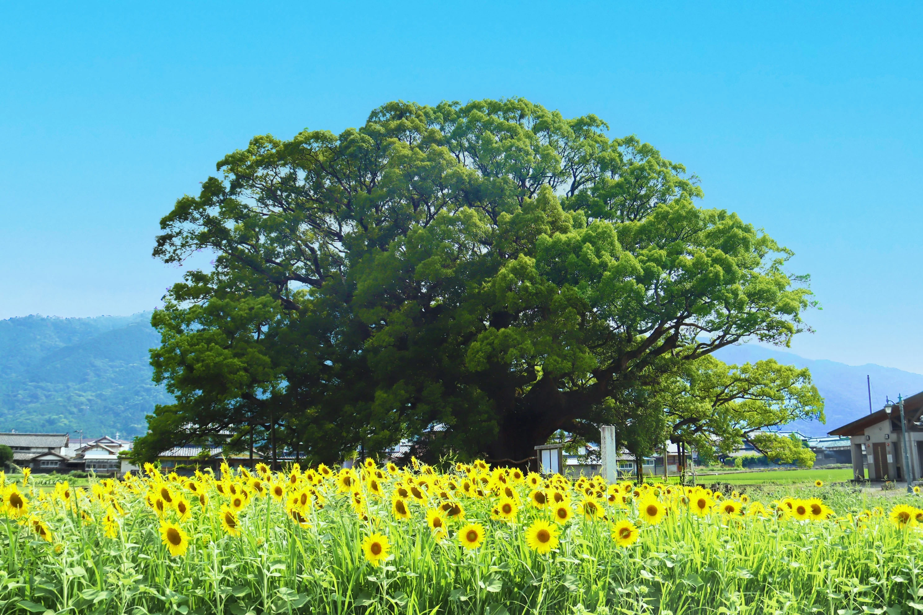 大クスとひまわり
