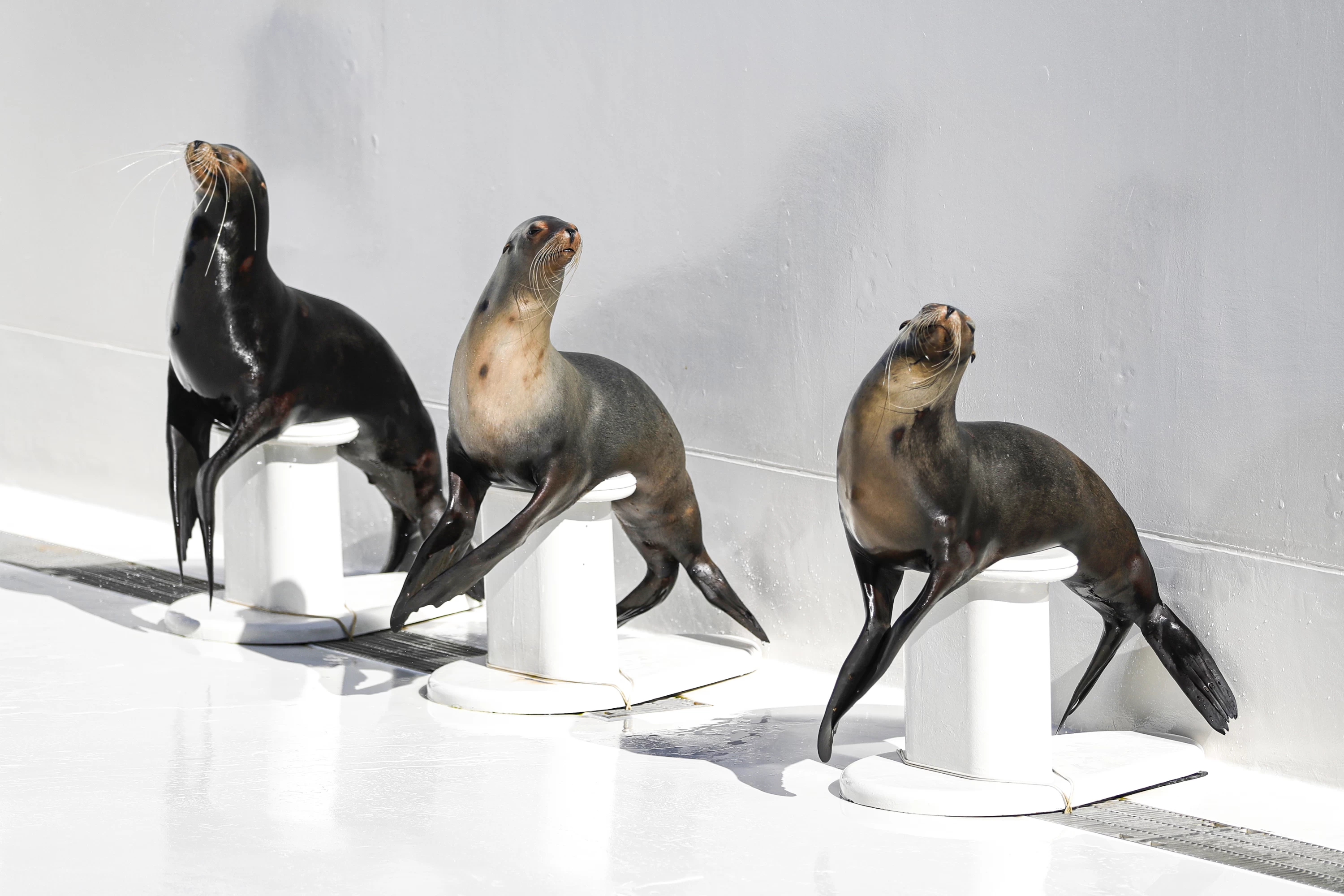 アシカパフォーマンス