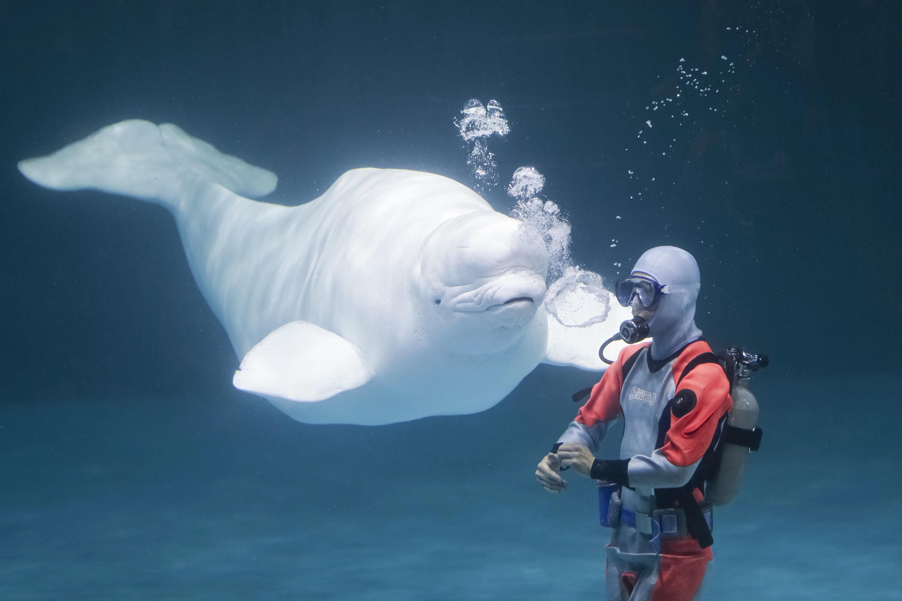 ベルーガパフォーマンス