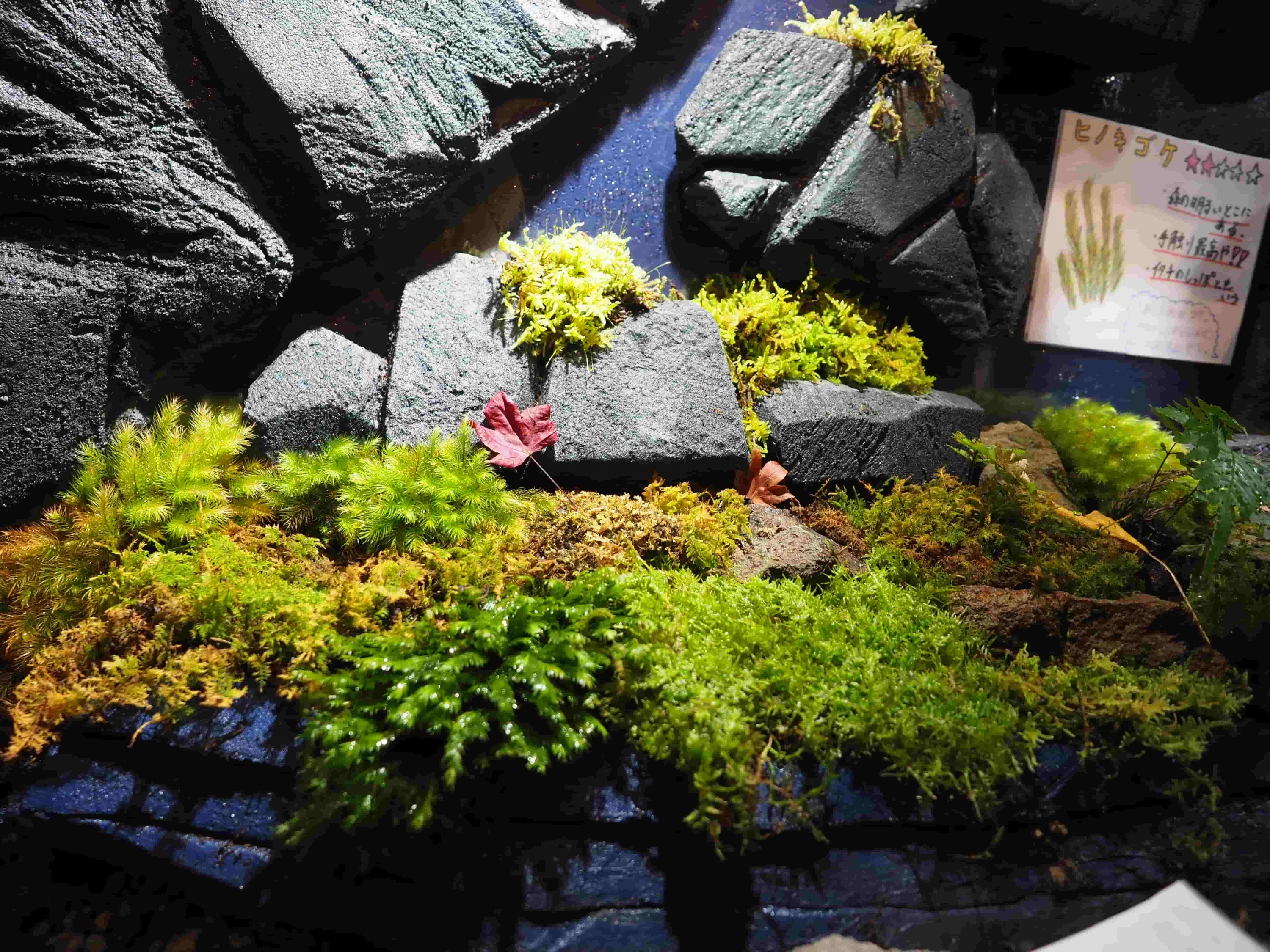 壁面を使ったコケの展示(現地にて撮影)