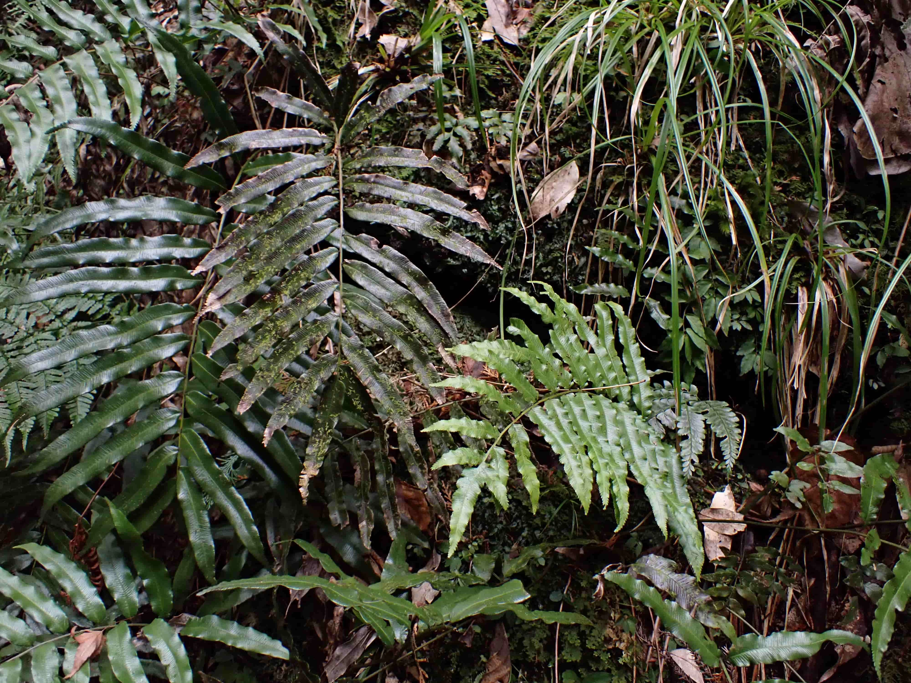 シダの葉をよく見てみると……(現地にて撮影)