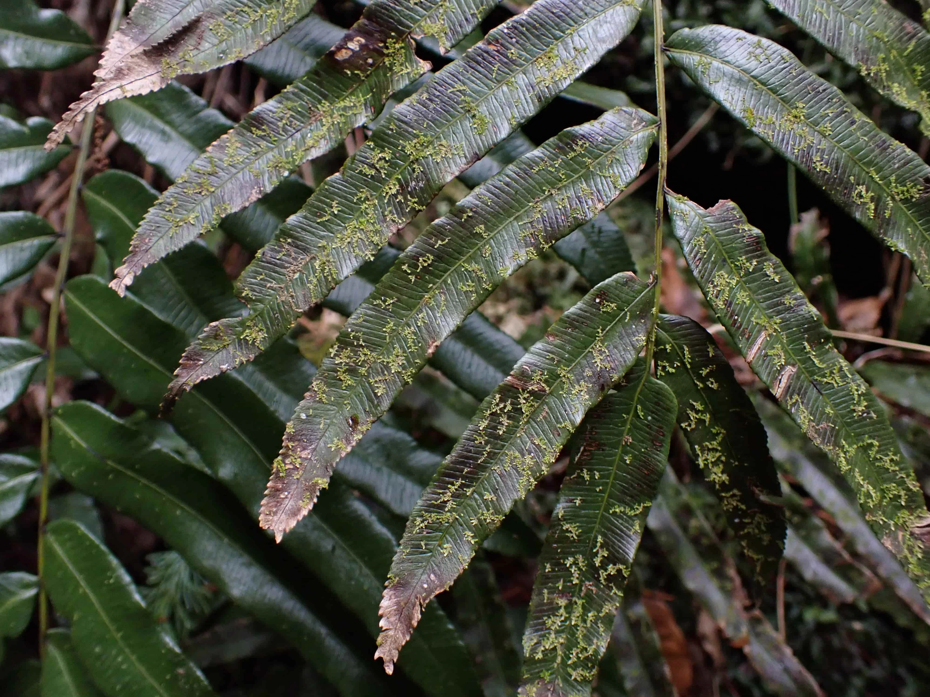 小さな黄緑色の点々が!カビゴケだ!(現地にて撮影)