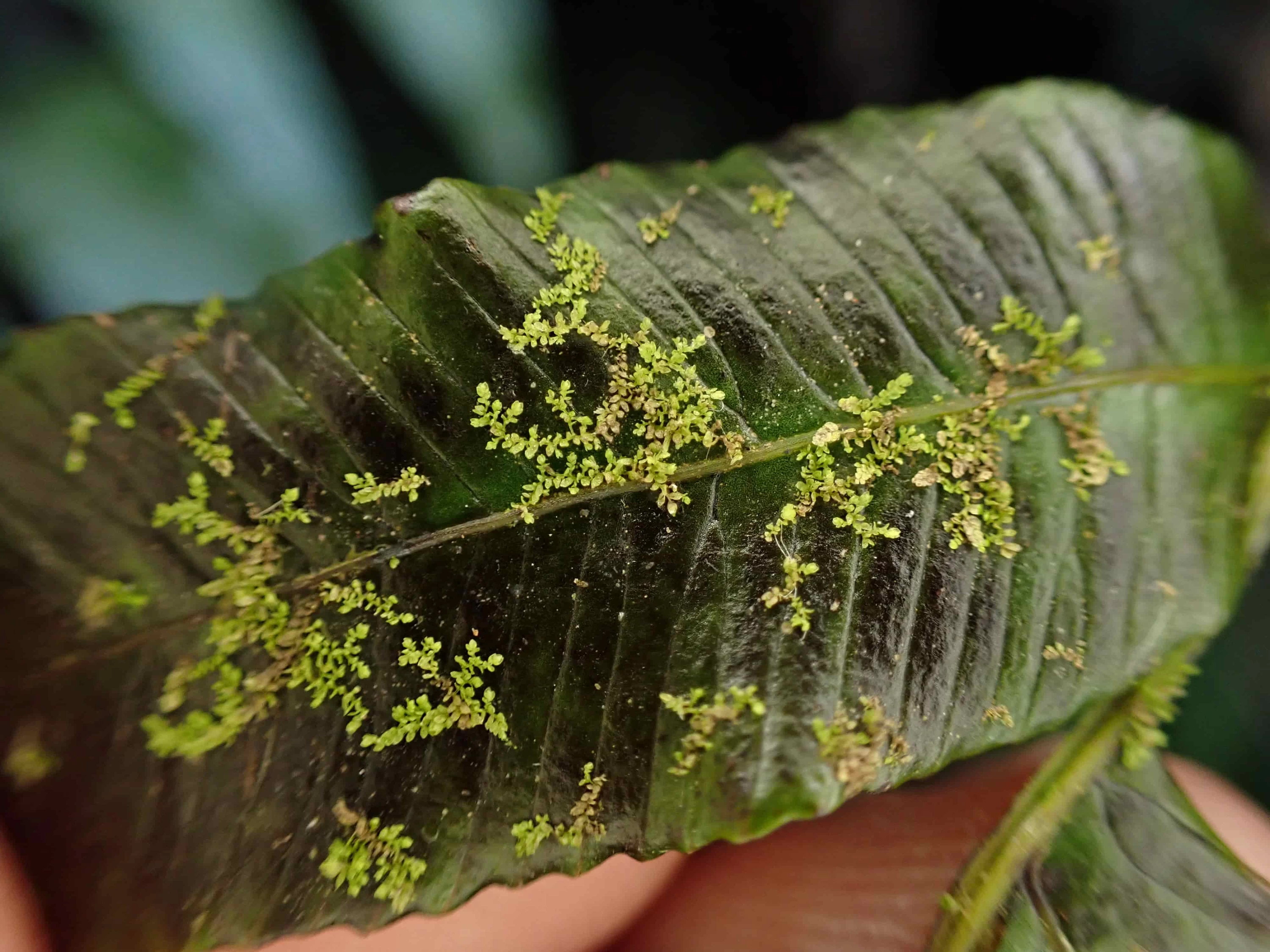 カビゴケは葉の上で一生を過ごします(現地にて撮影)