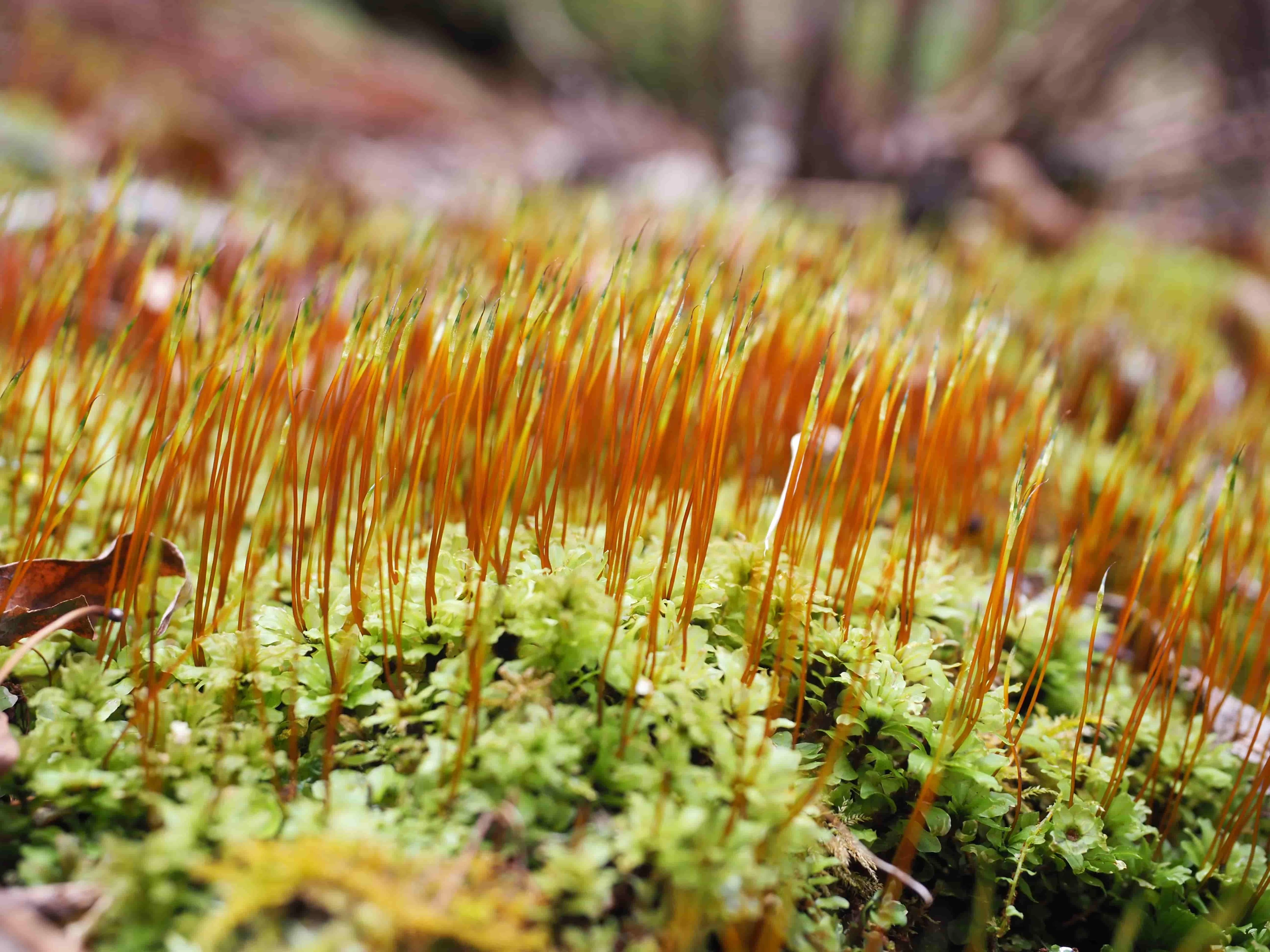 若い胞子体を伸ばすケチョウチンゴケ(現地にて撮影)