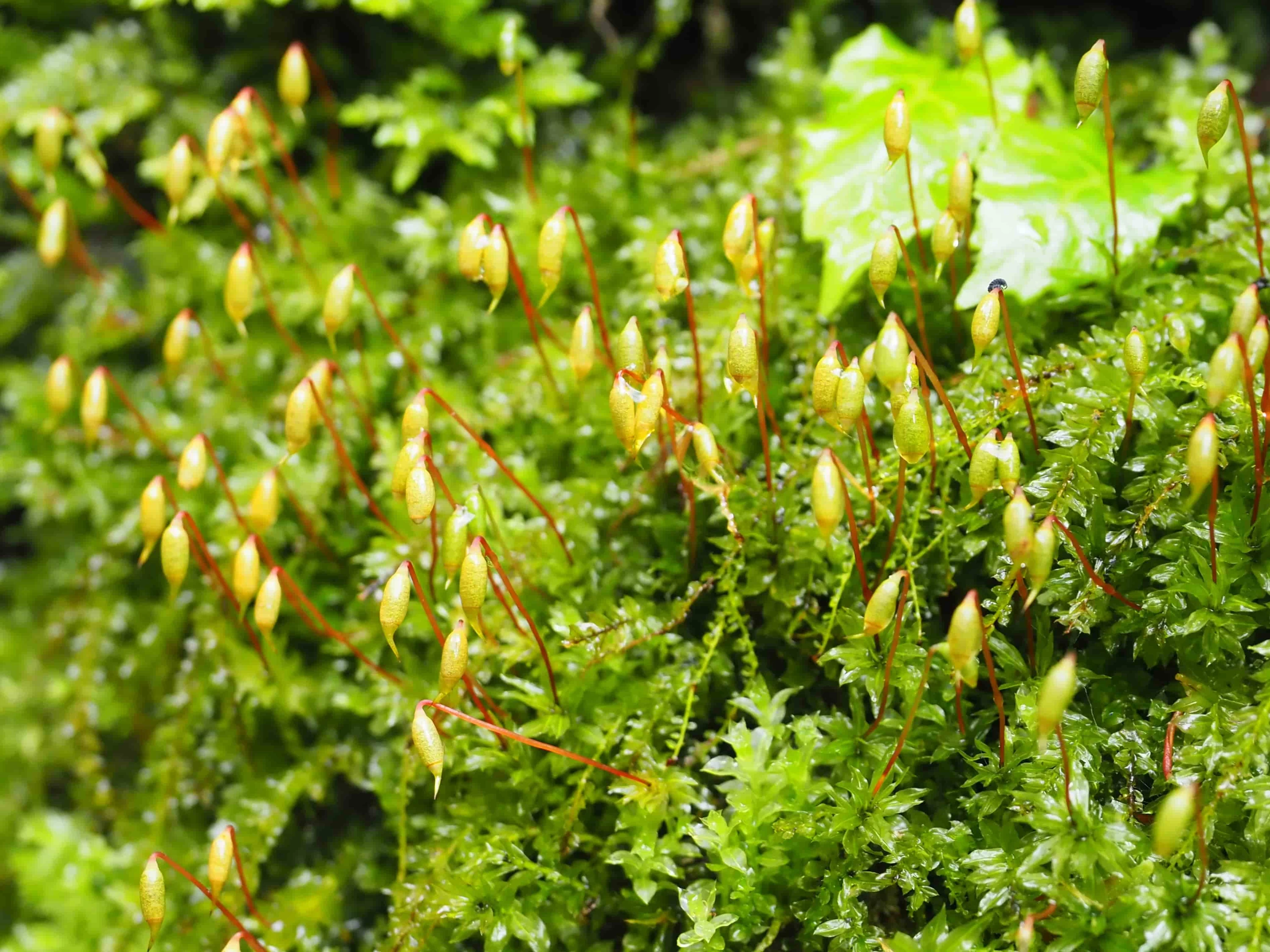 蒴(さく)が成熟したコツボゴケ(現地にて撮影)