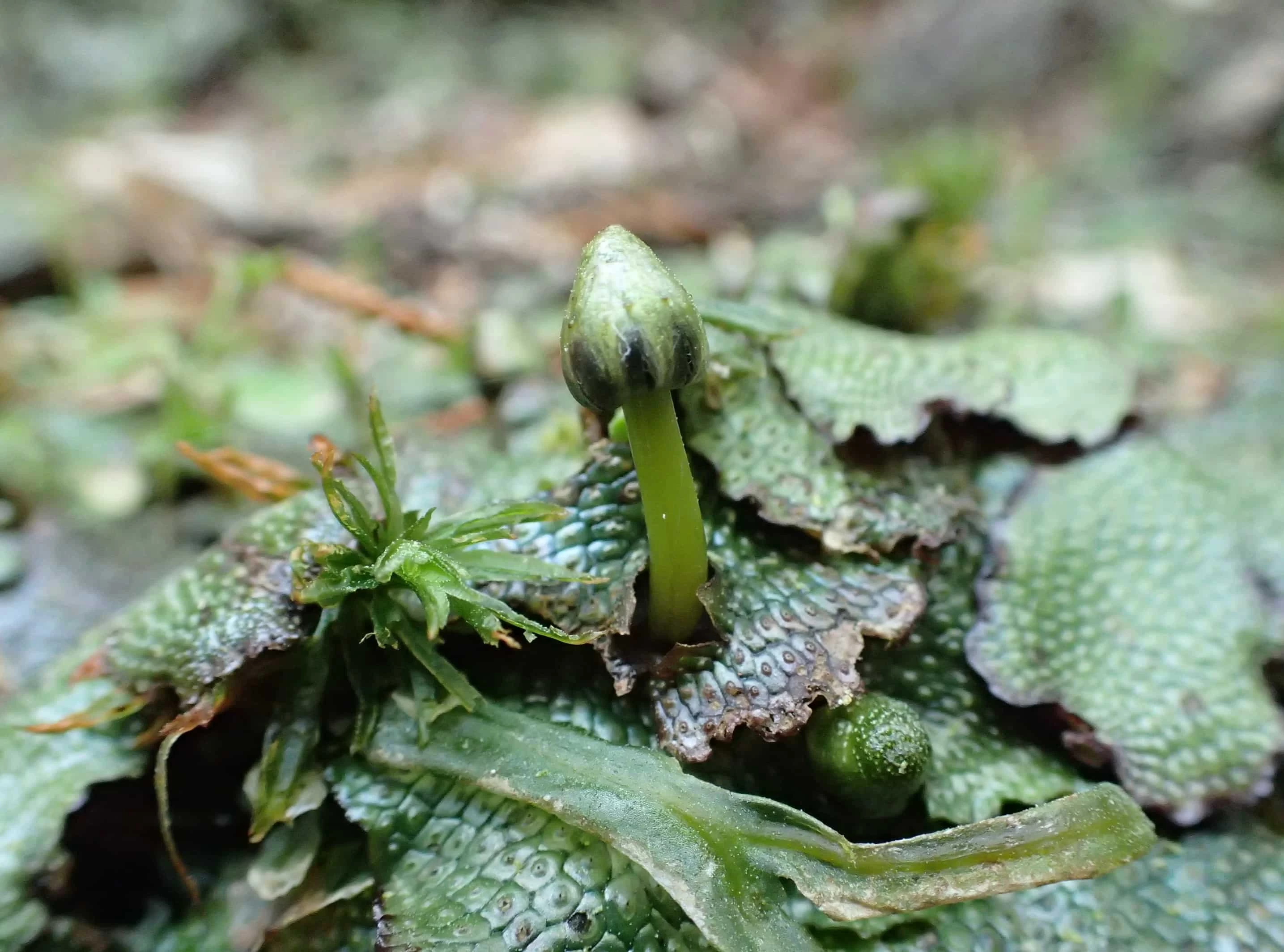 キノコっぽい見た目のオオジャゴケの雌器托(しきたく:雌株の葉状体から立ち上がる長い柄を持つ、造卵器を形成する生殖器官)(現地にて撮影)