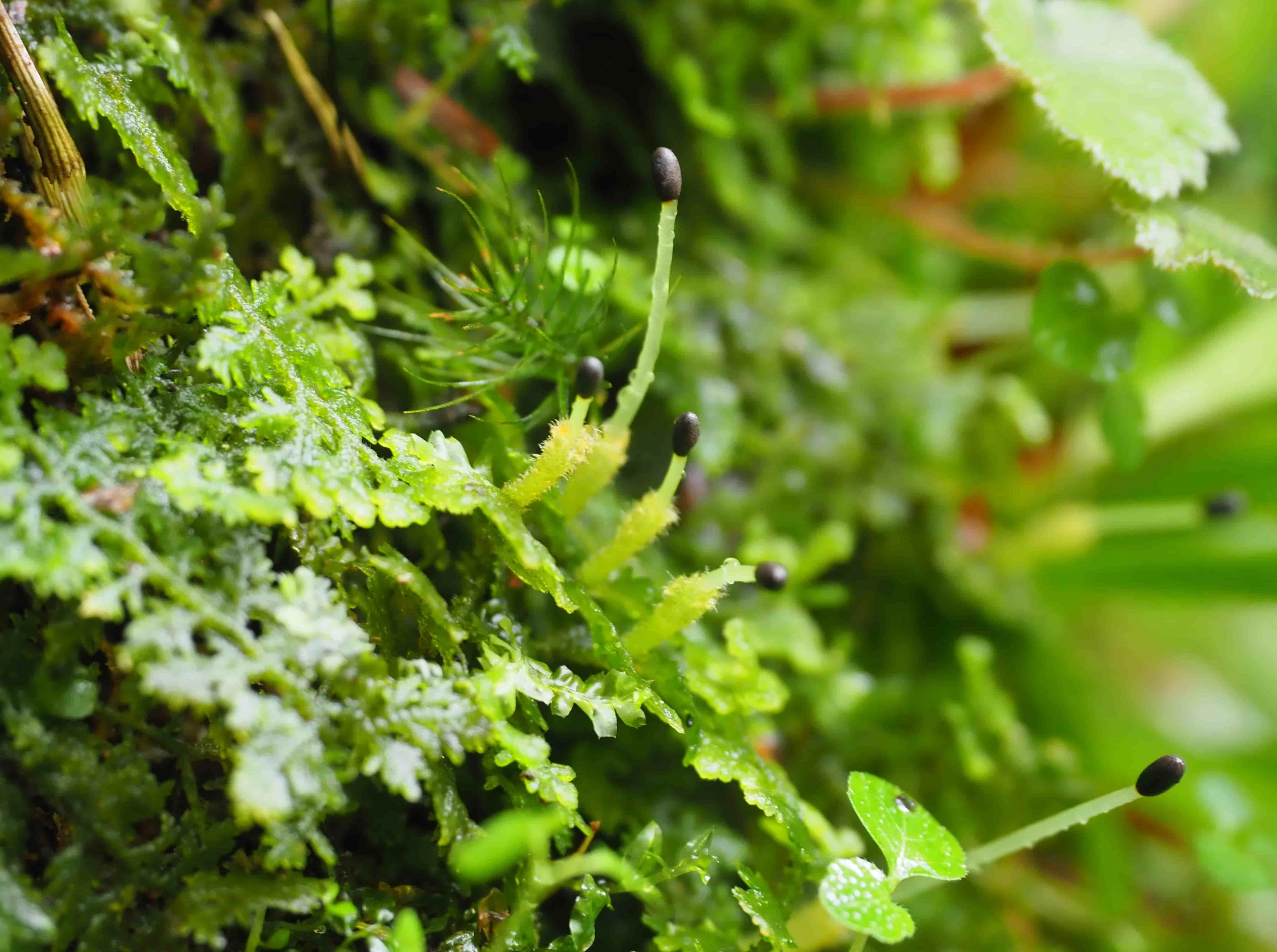 胞子体を伸ばすムクムクゴケ(現地にて撮影)