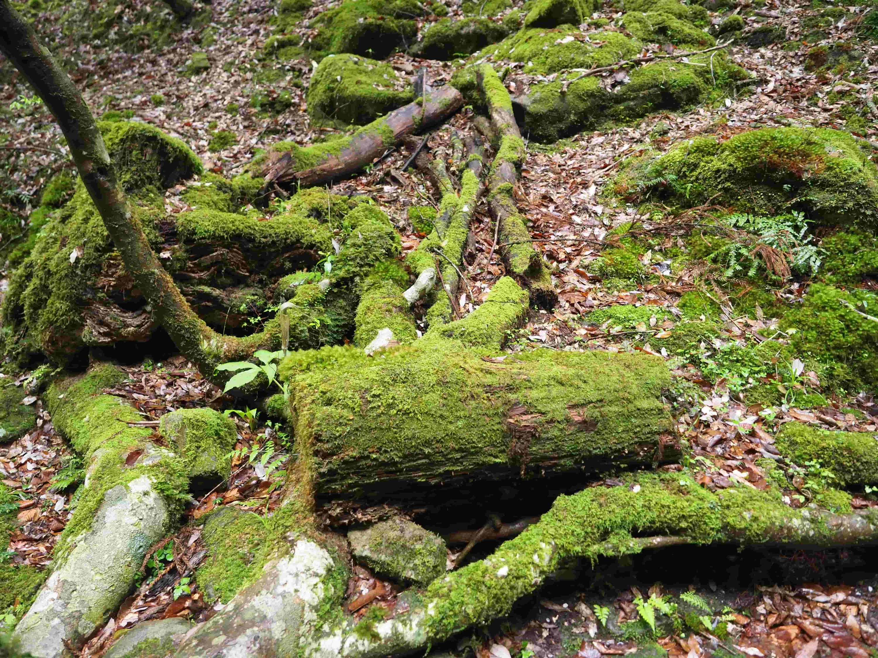 朽木も絶好のコケ観察ポイント!(現地にて撮影)