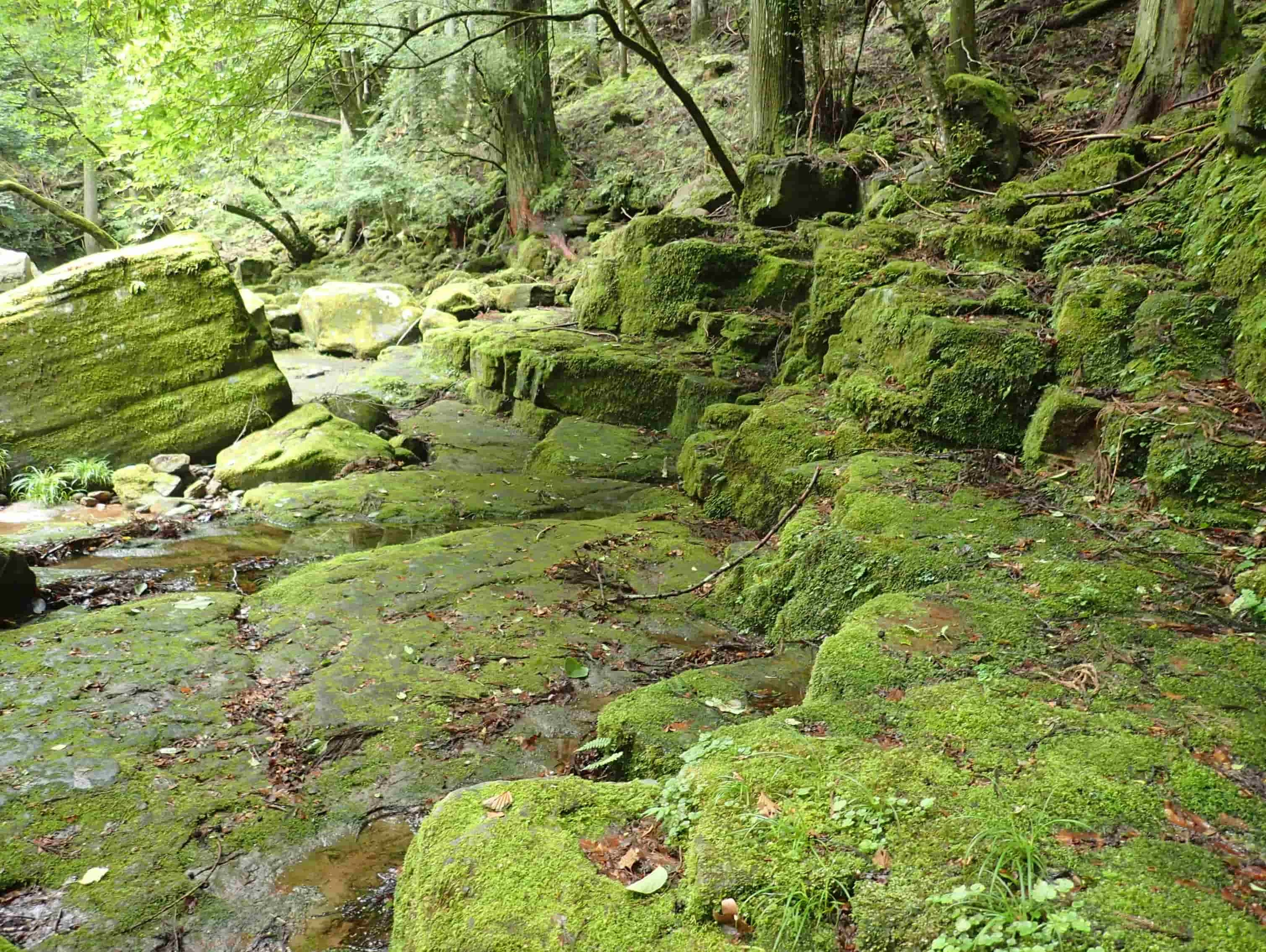 周辺はコケむした岩がいっぱい(現地にて撮影)