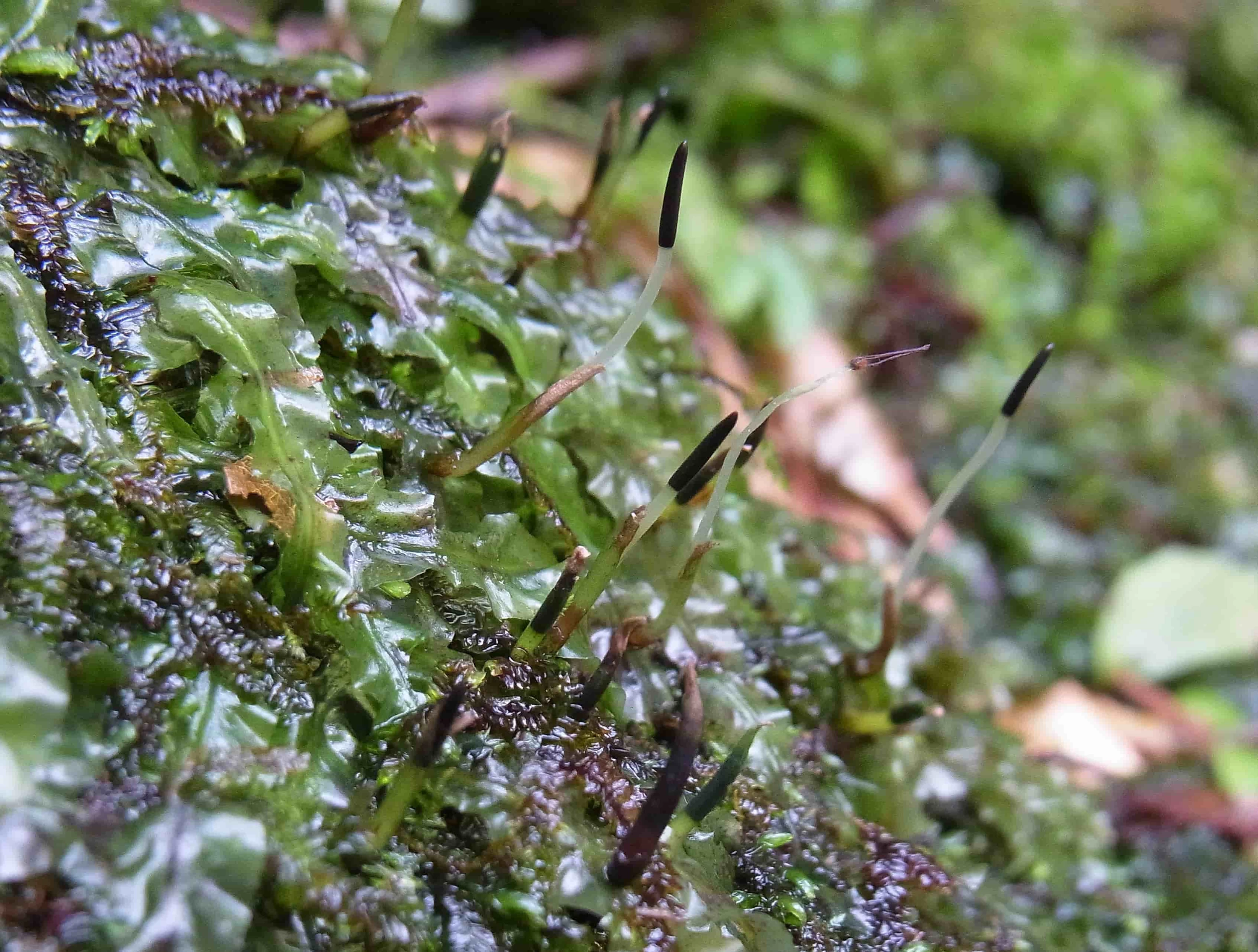 胞子体を伸ばすクモノスゴケ(現地にて撮影)