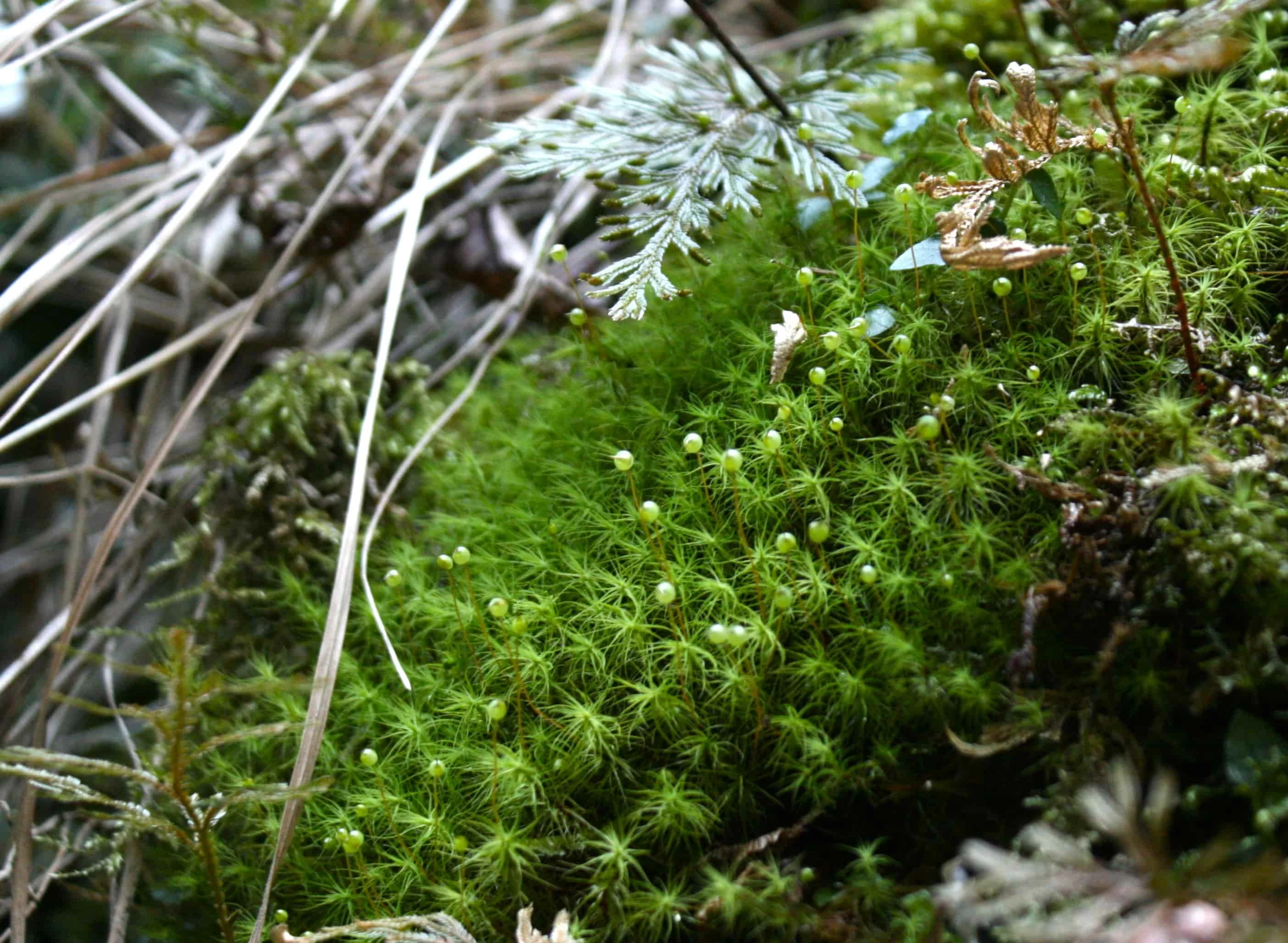 胞子体を伸ばすタマゴケ(現地にて撮影)