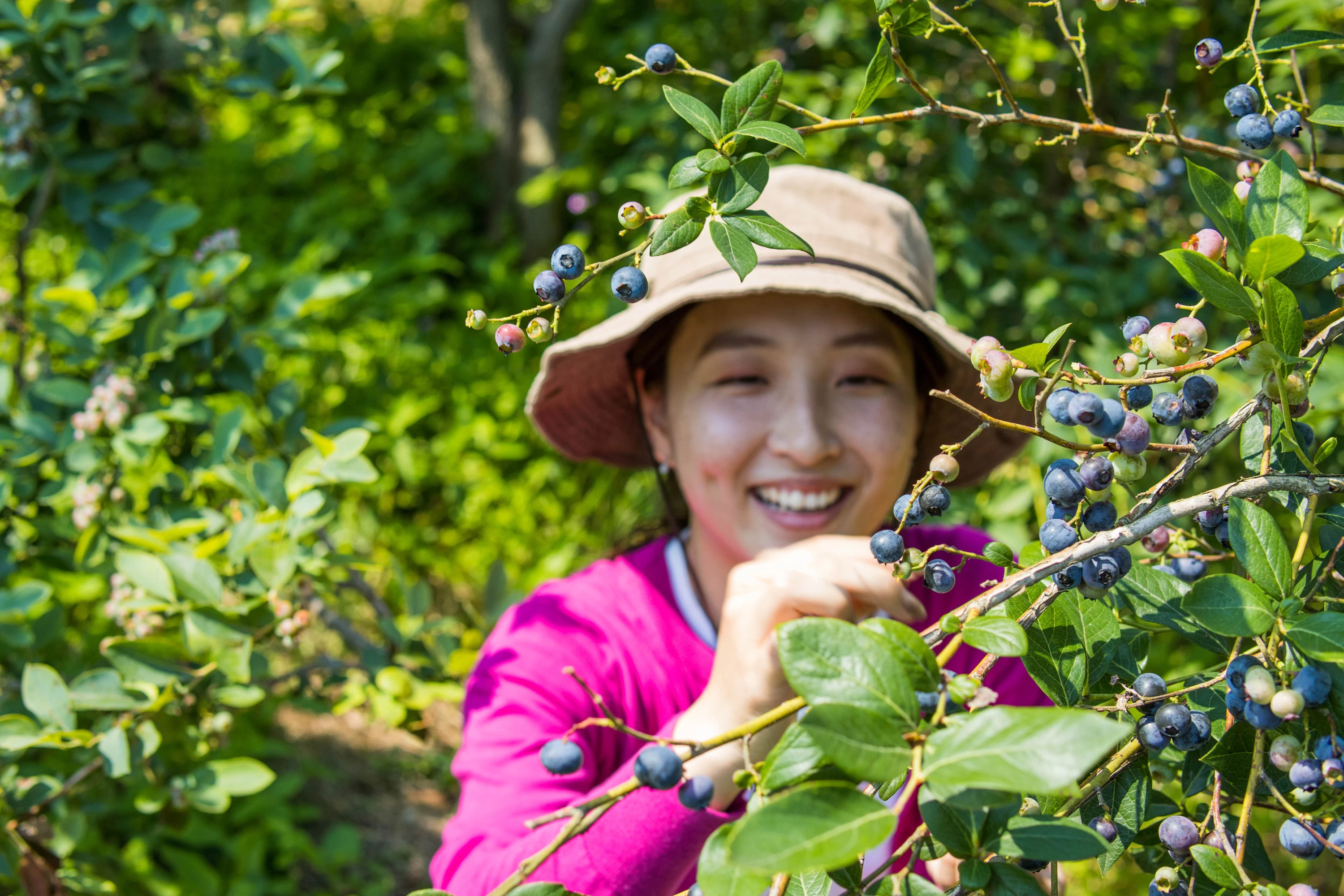 ブルーベリー狩り②