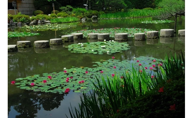 臥龍橋（睡蓮）