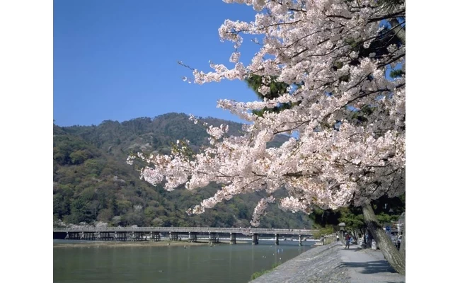 渡月橋と桜