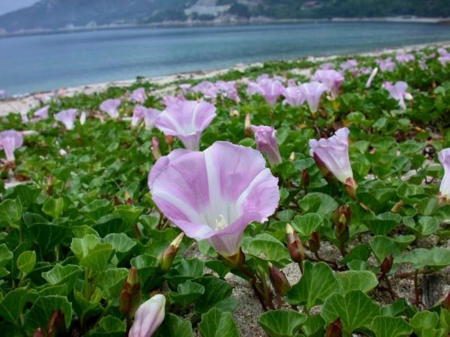 浜辺に咲くアサガオ